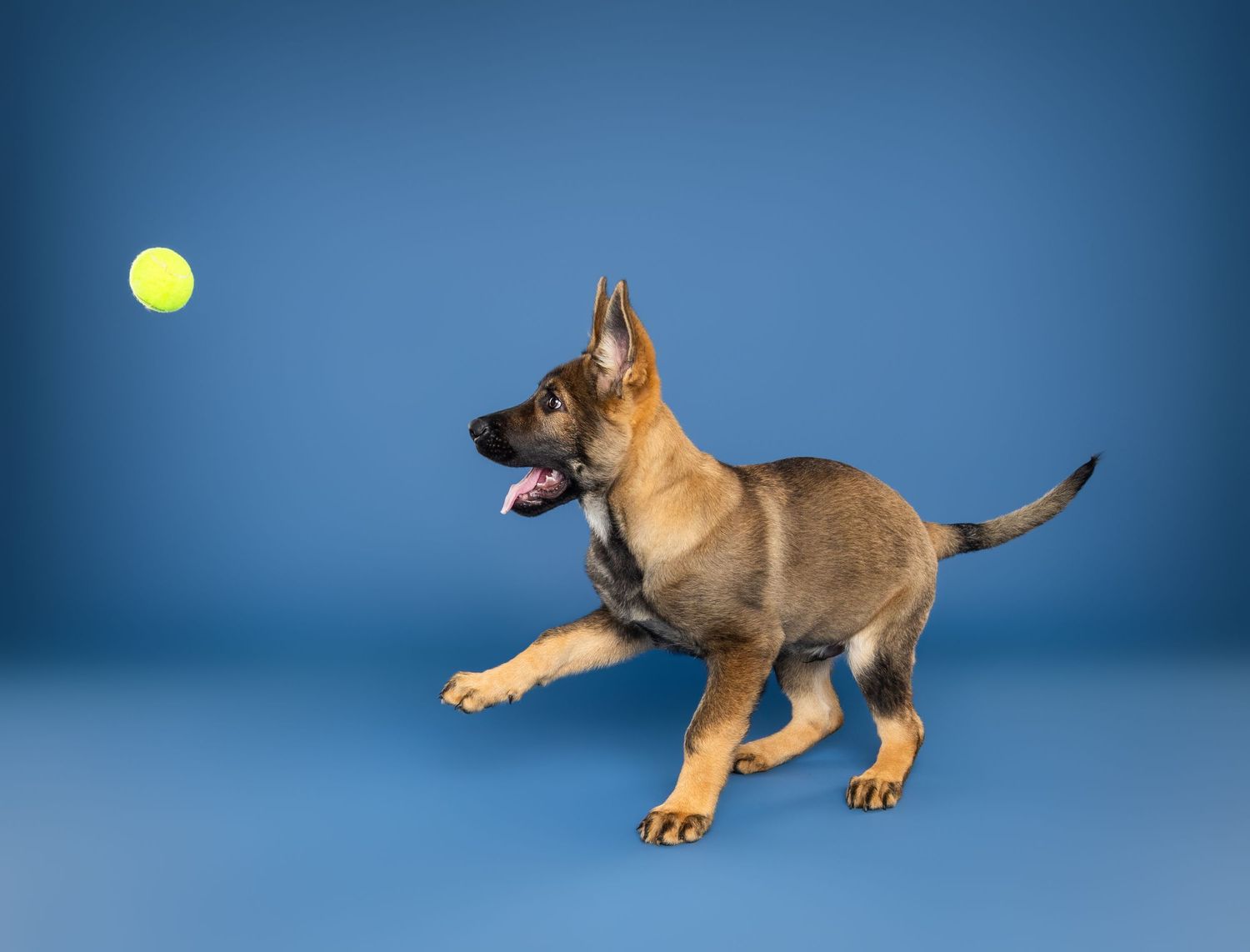A playful German Shepherd puppy chases a yellow tennis ball against a bright blue studio background.