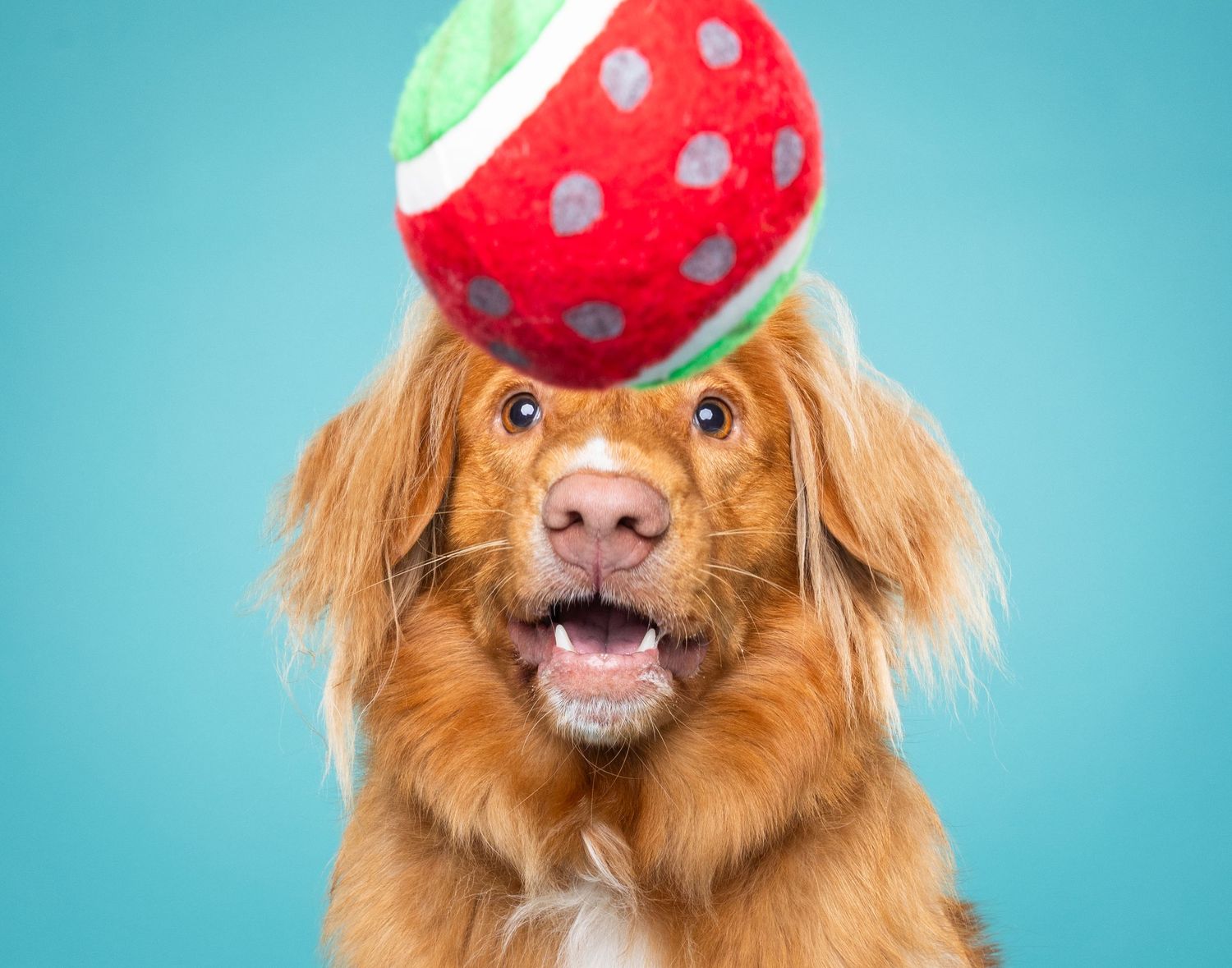 A happy Nova Scotia Duck Tolling Retriever balances a colorful strawberry toy ball on its head against a blue background.