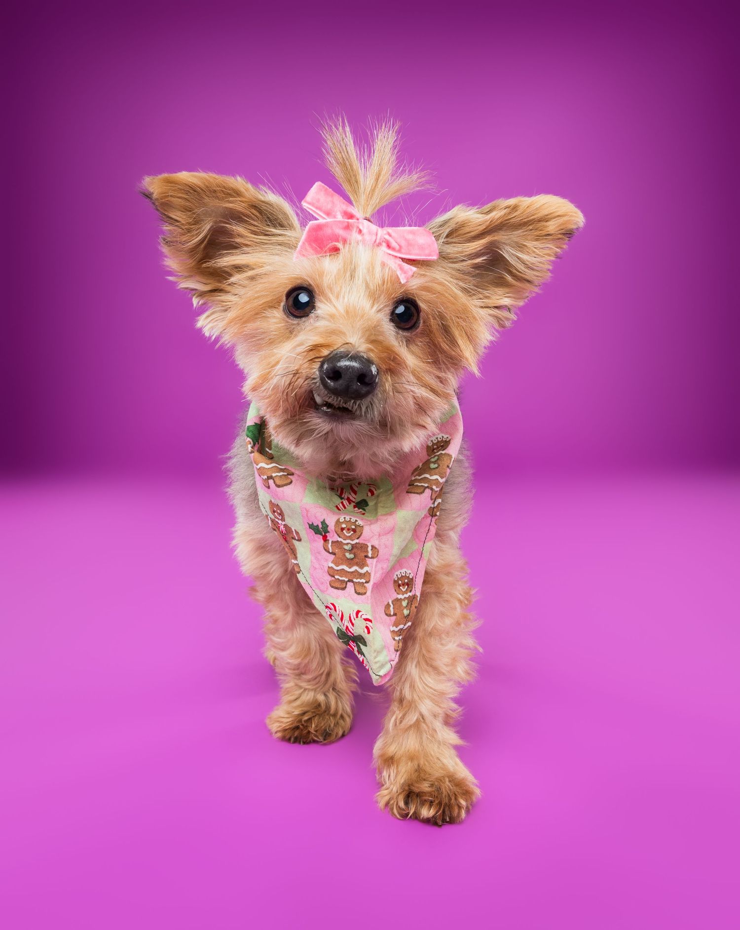 Adorable Yorkshire Terrier wearing a pink bow and floral harness poses on a vibrant purple background.