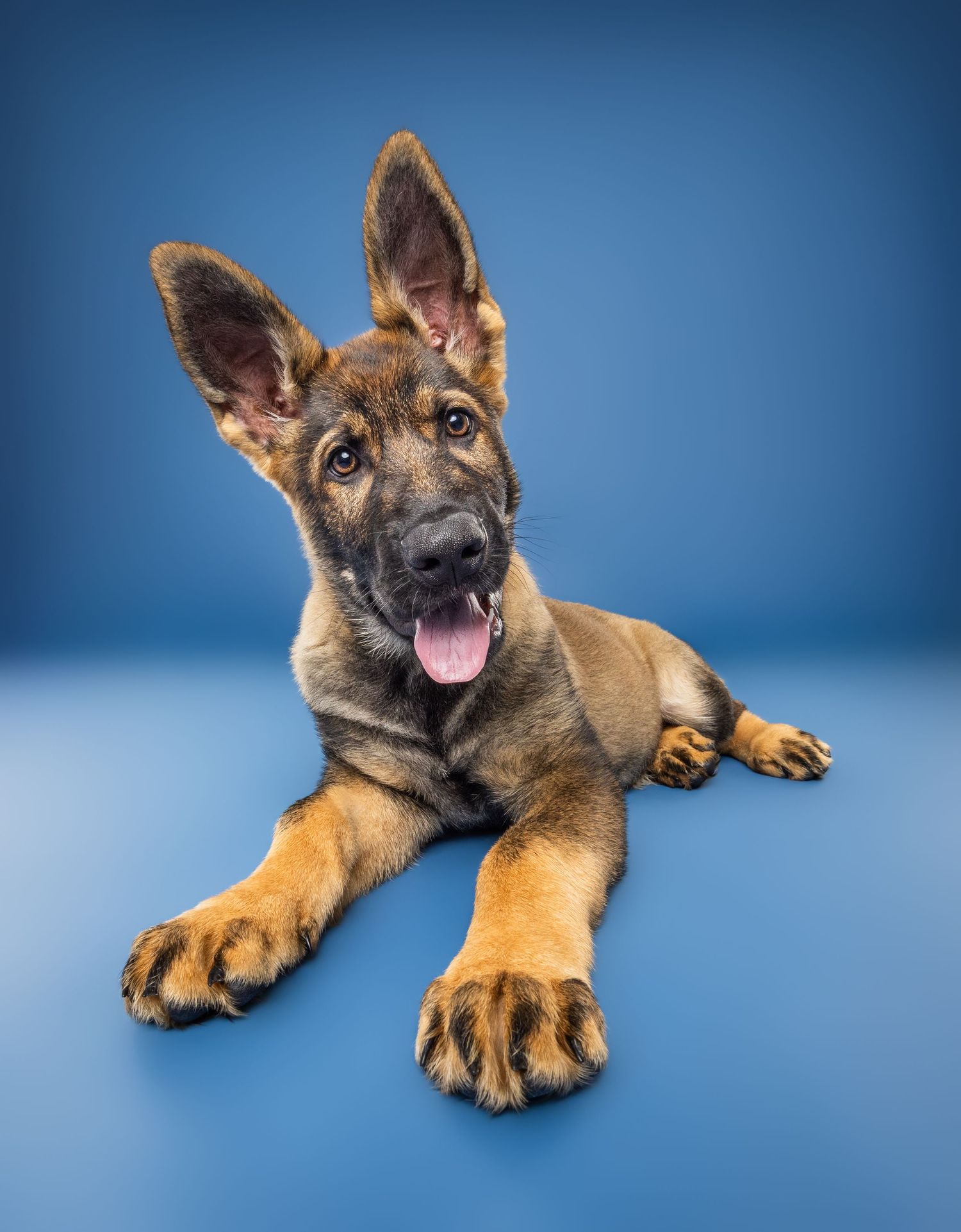 Adorable German Shepherd puppy lying down with ears perked up, tongue out, against a blue studio background.