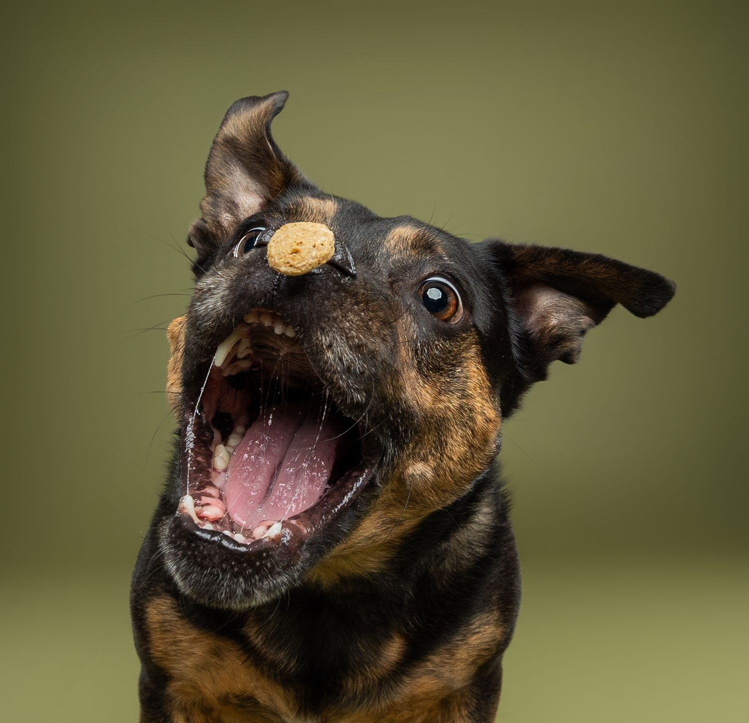 A black and tan dog catches a treat mid-air with mouth wide open against a green background.