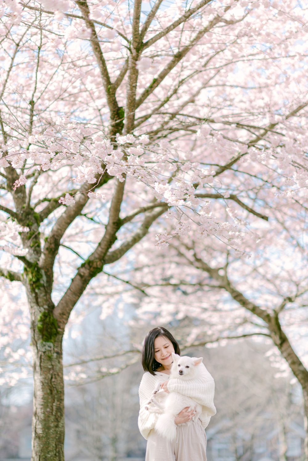 cherry blossoms portrait and pet photography in Vancouver
