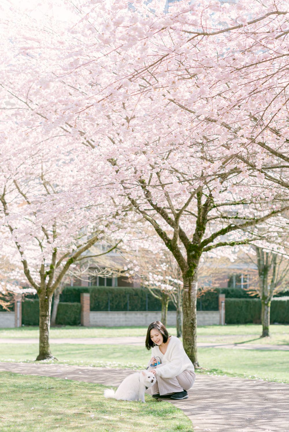 cherry blossoms portrait and pet photography in Vancouver