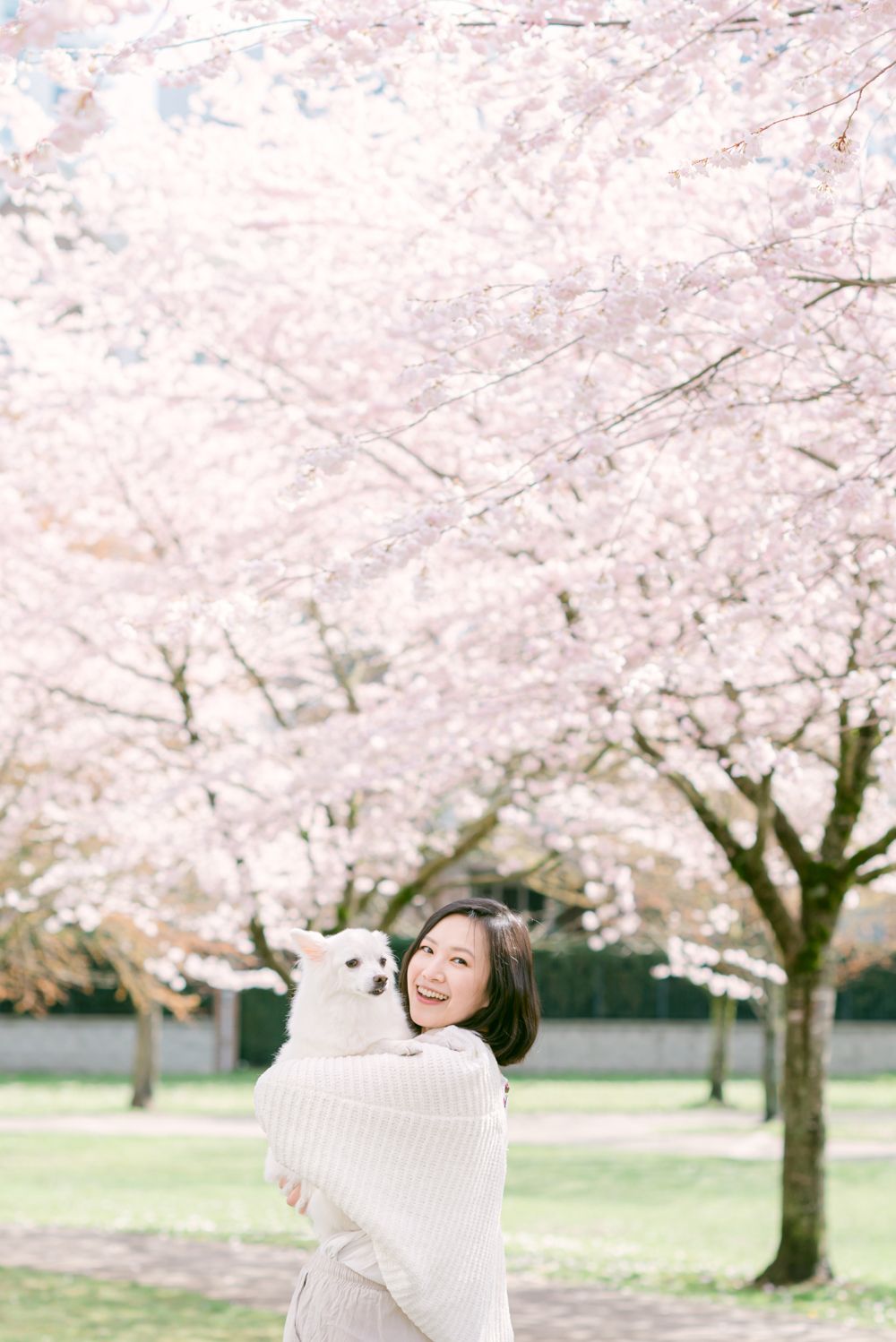 cherry blossoms portrait and pet photography in Vancouver