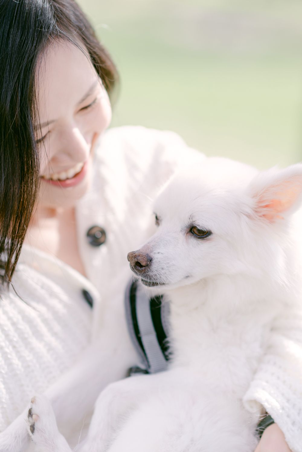 cherry blossoms portrait and pet photography in Vancouver