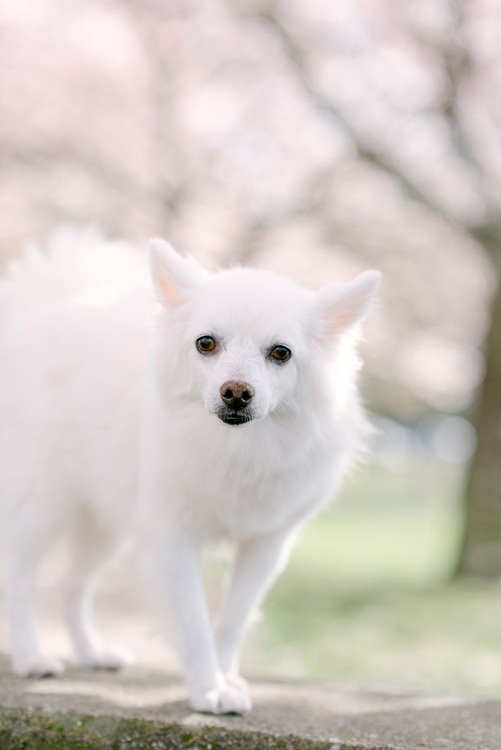 cherry blossoms pet photography in Vancouver
