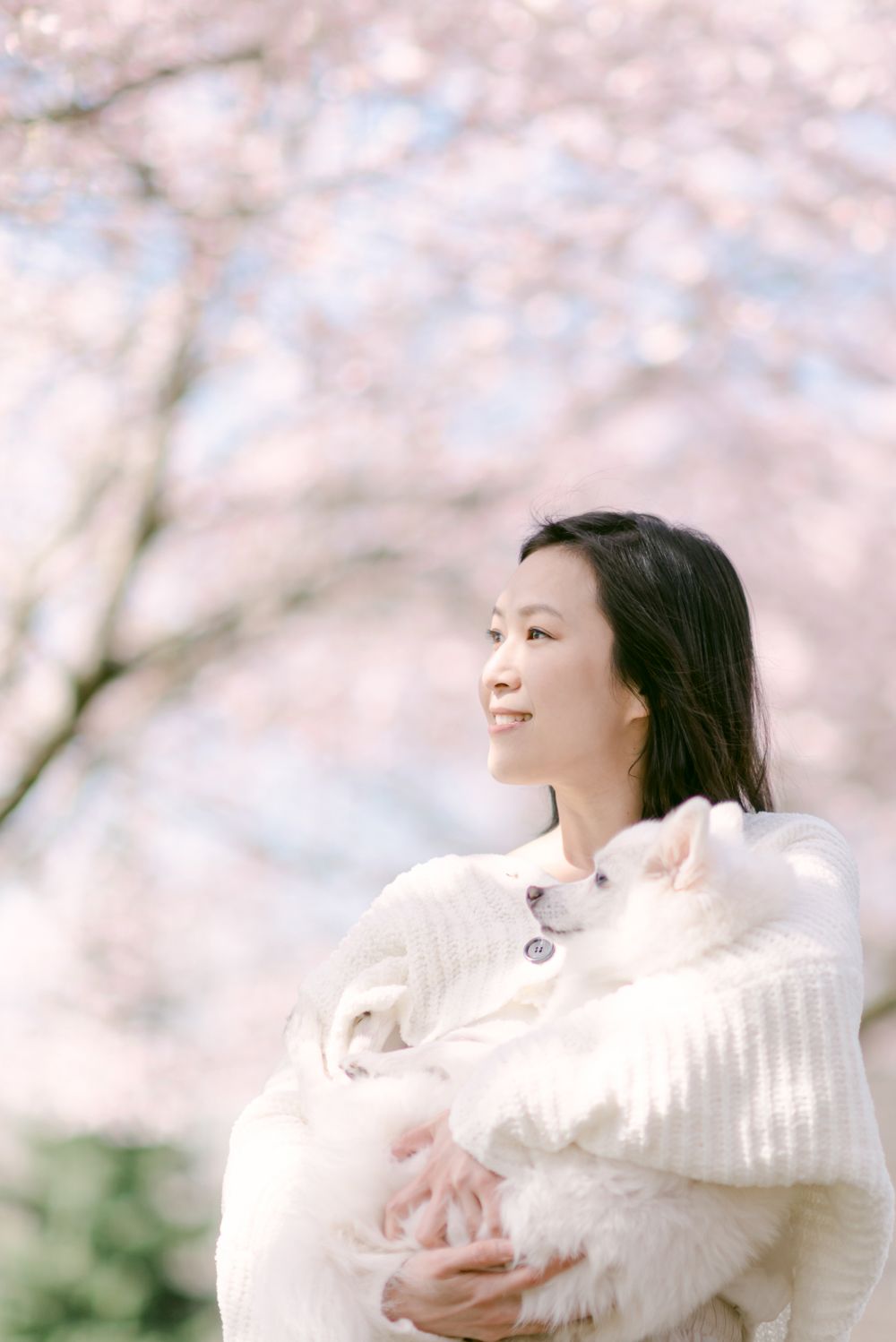 cherry blossoms portrait and pet photography in Vancouver