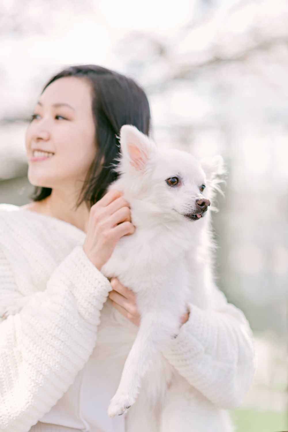 cherry blossoms portrait and pet photography in Vancouver
