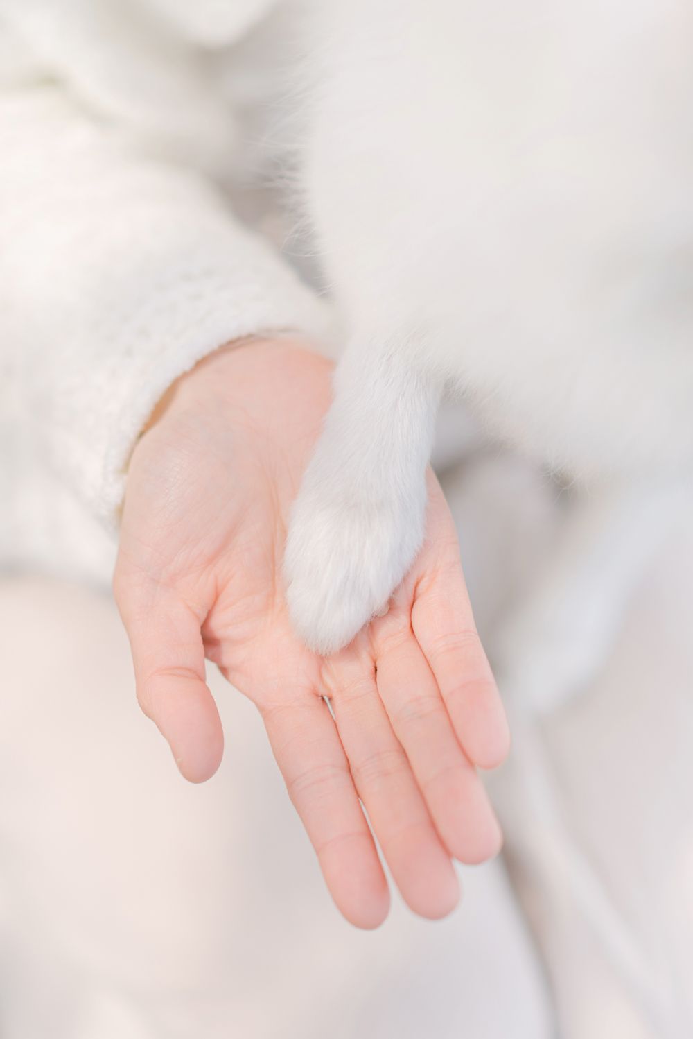cherry blossoms portrait and pet photography in Vancouver