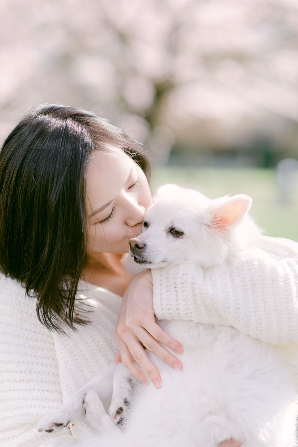 cherry blossoms portrait and pet photography in Vancouver