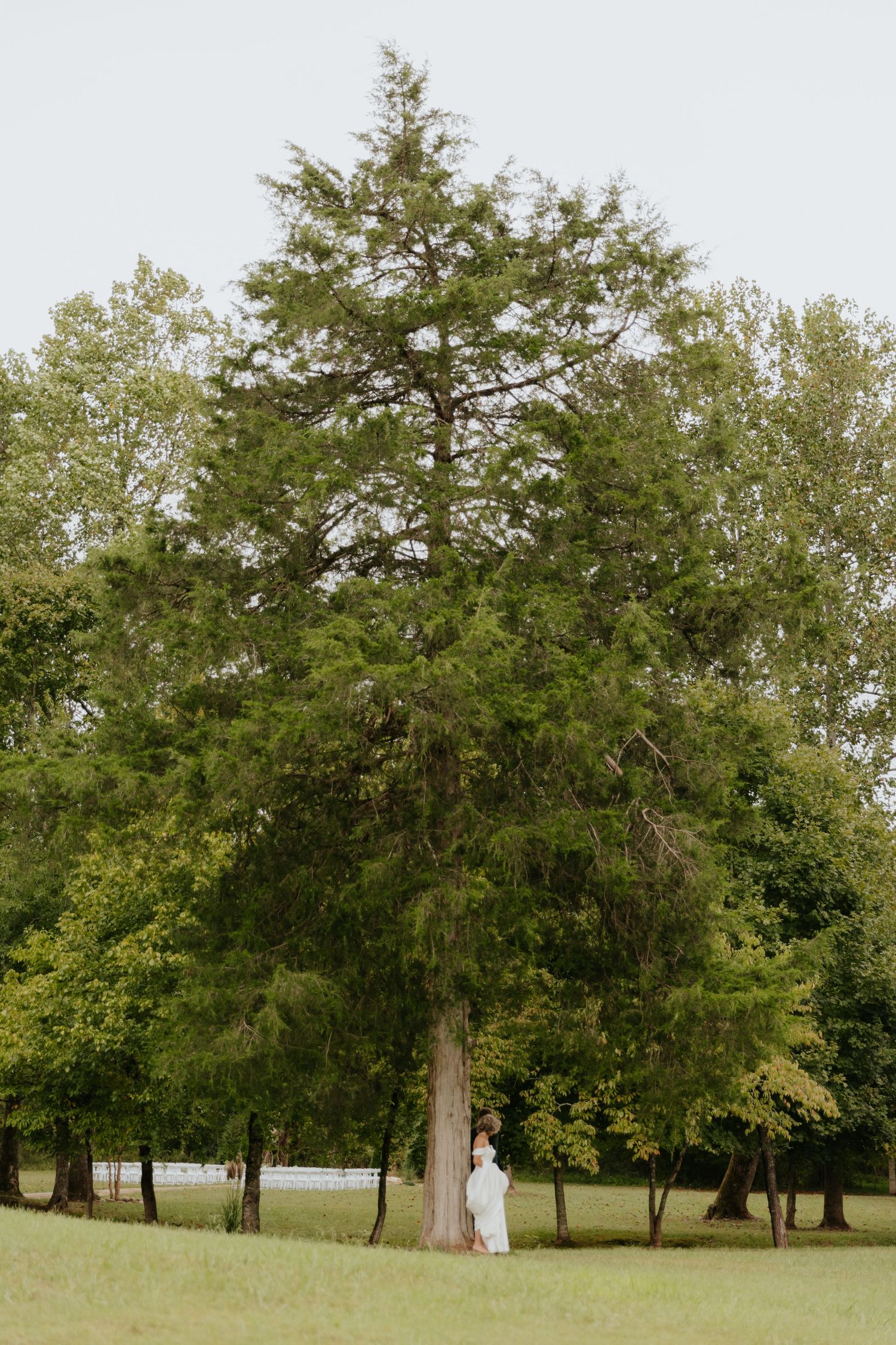 Scenic view of trees and green lawn at outdoor wedding venue.
