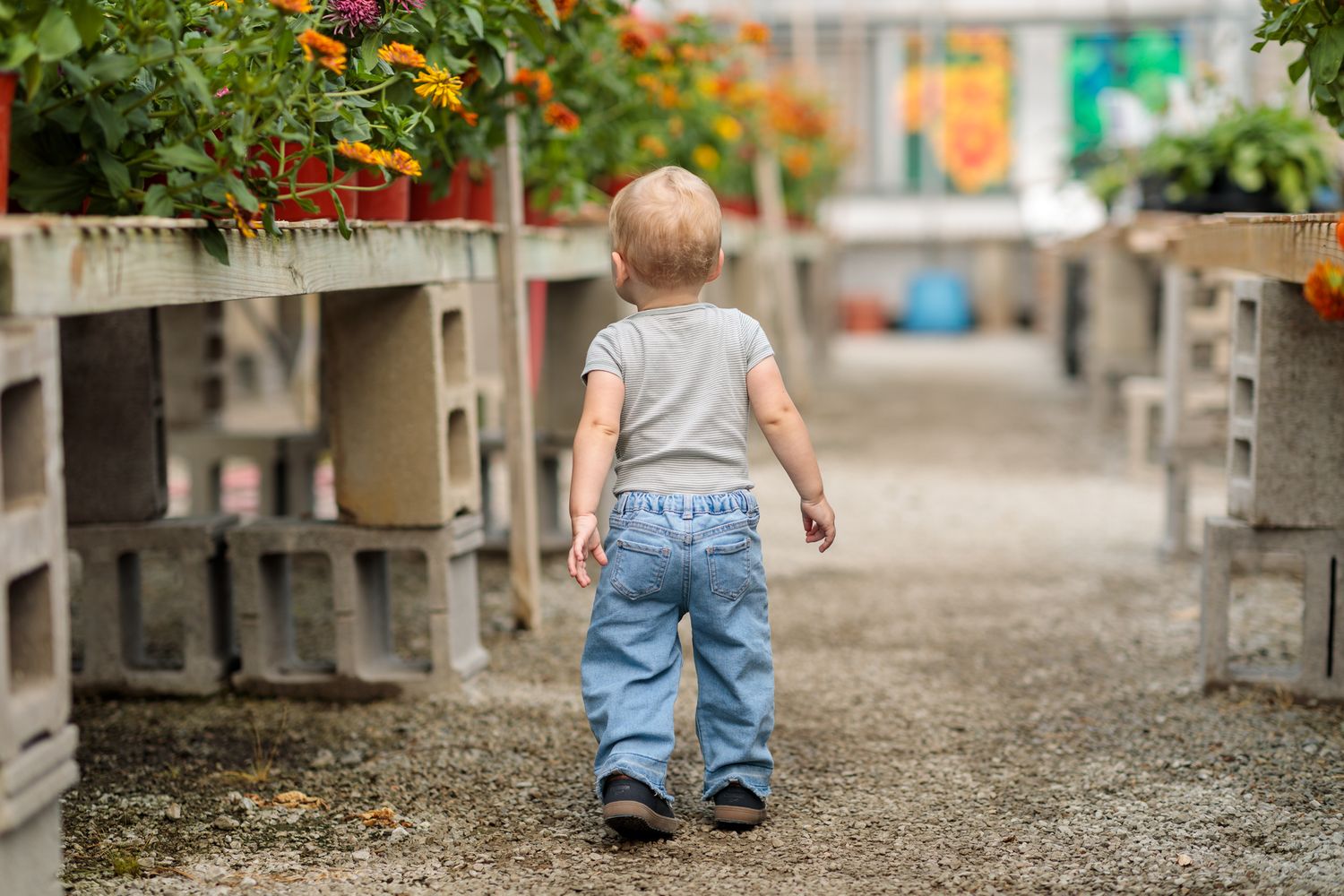 Toddler in jeans walking through colorful flower greenhouse aisle viewed from behind.