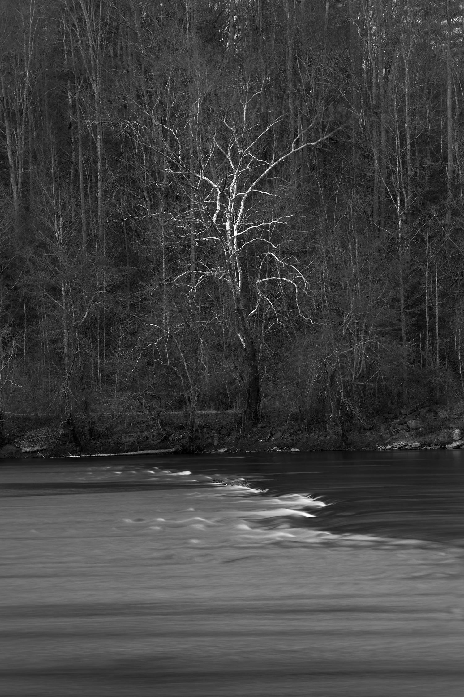 A black and white panoramic view of a river flowing through a winter forest with bare trees along the shoreline.