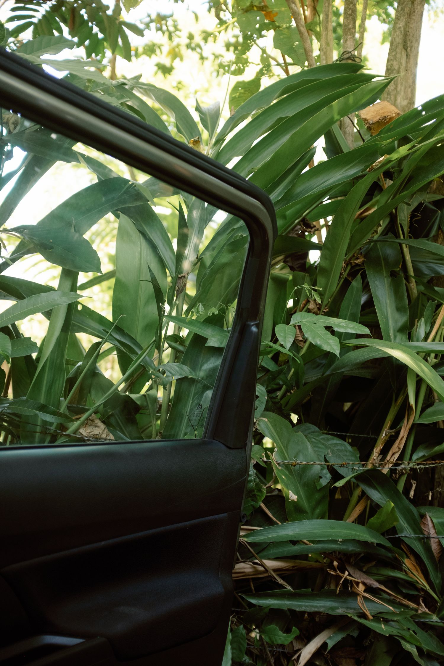 Car door open beside lush tropical green plants and trees in a dense jungle setting.