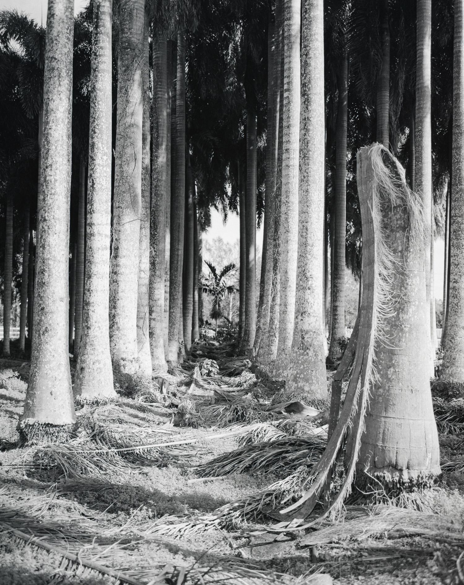 Black and white photo of tall royal palm trees with fallen fronds on the ground in a tropical forest setting.