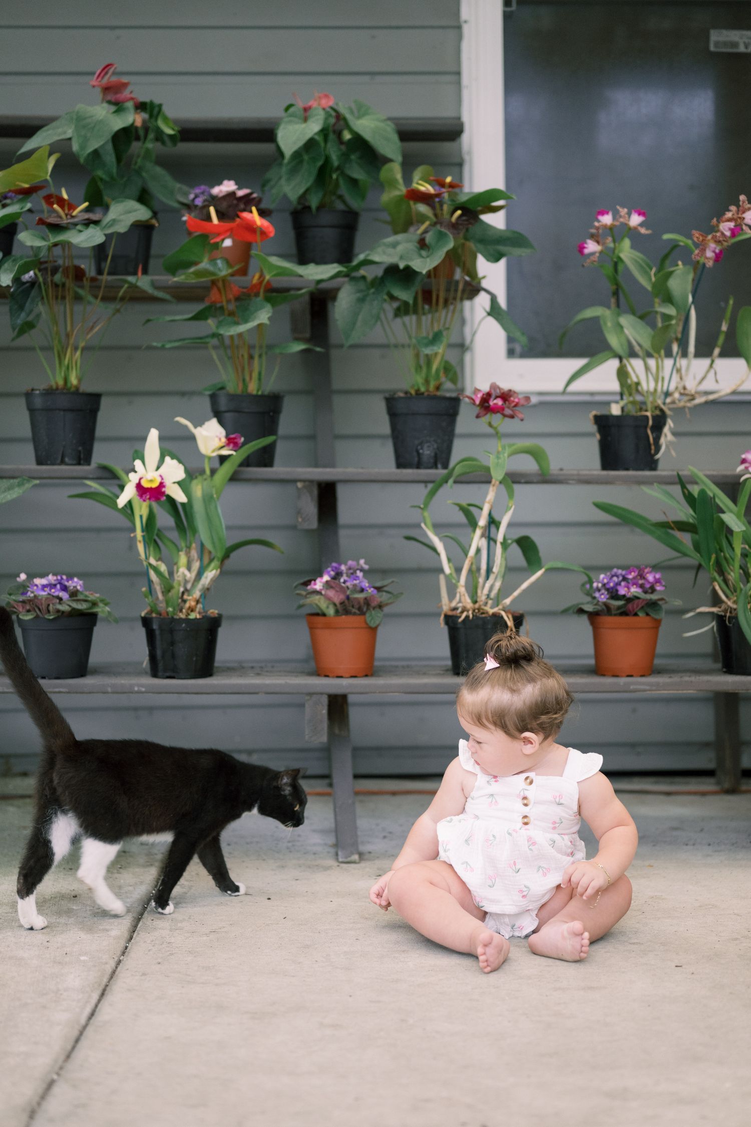 Baby in white dress sits on concrete patio near flower pots while black and white cat walks past.