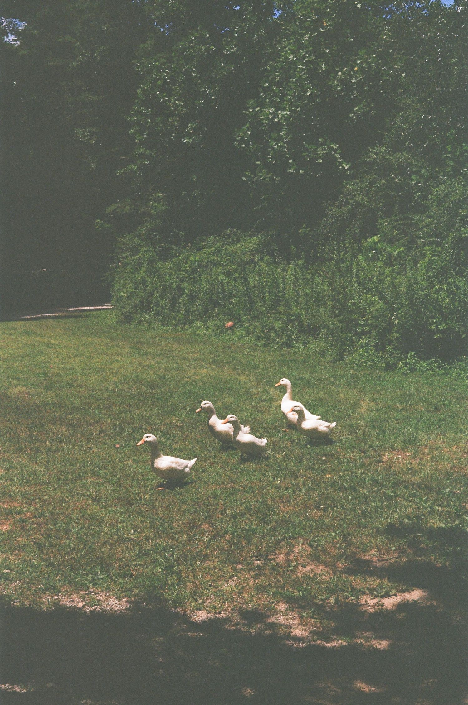 Five white ducks walking on green grass near lush trees and bushes on a sunny day.