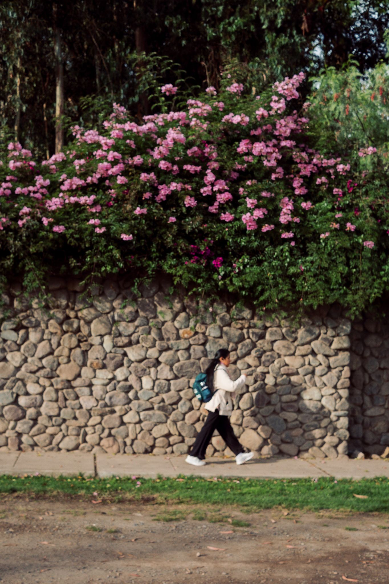 A black and white dog sits against a stone wall adorned with pink climbing roses in a garden setting.