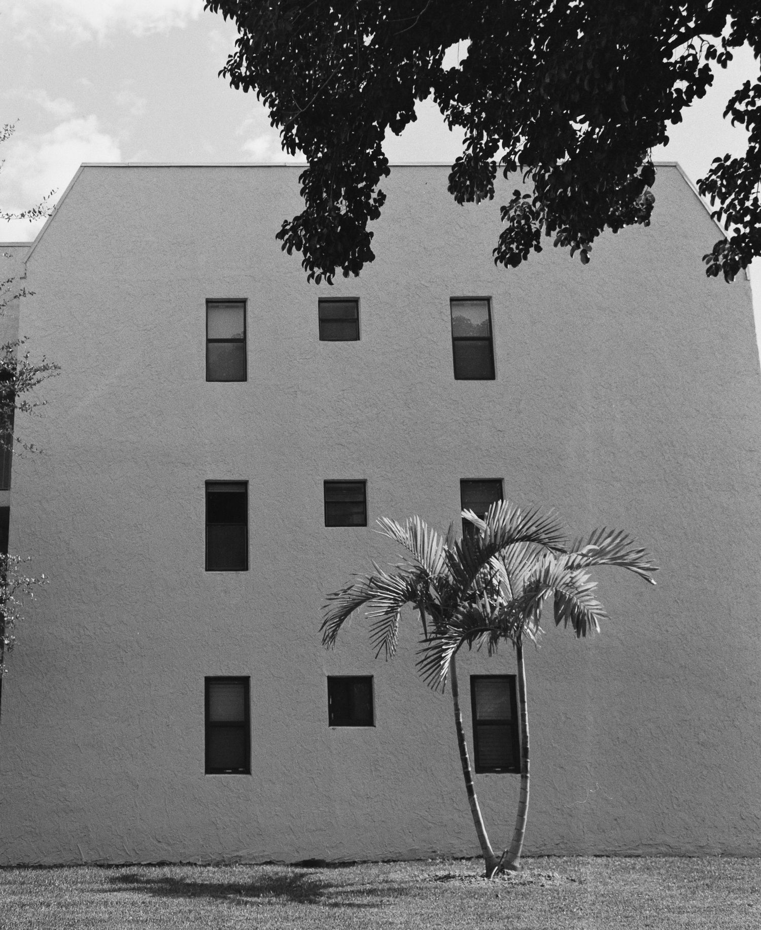 Black and white photo of a palm tree beside a multi-story building with symmetrical windows.