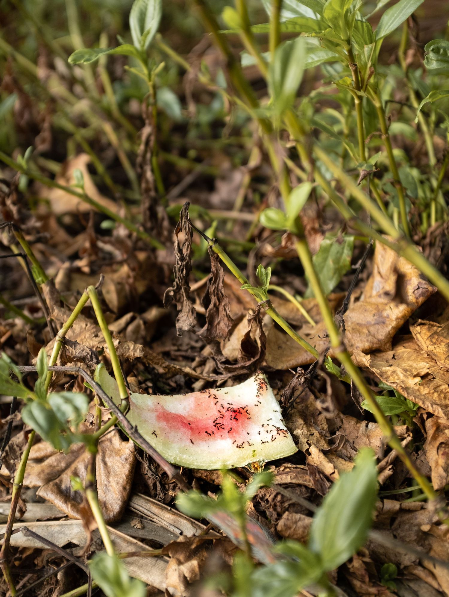 A small piece of watermelon rind lying on dry leaves and grass on the ground outdoors.