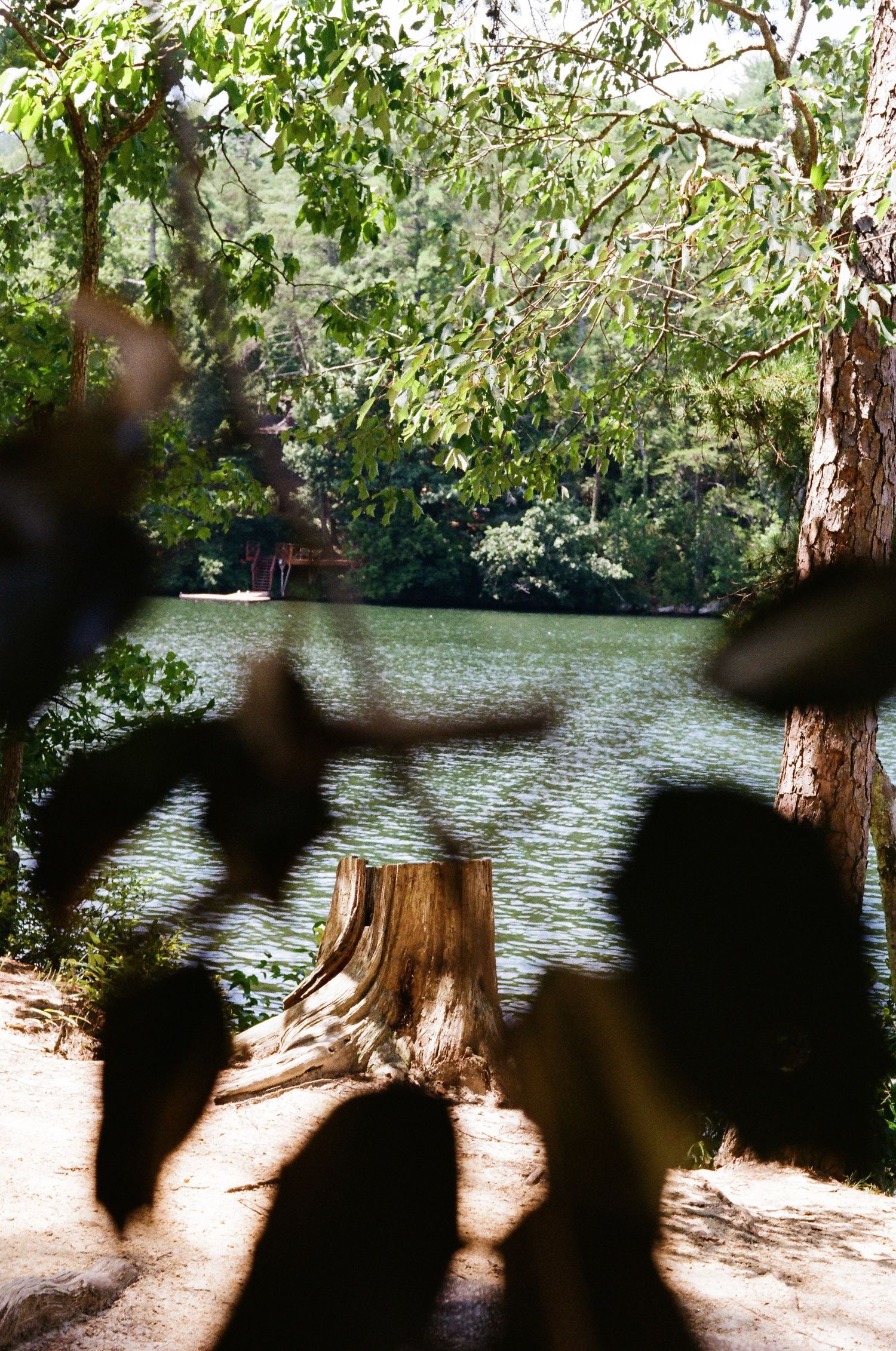 Sunlit lakeside scene with a tree stump, lush green trees, and blurred leaves in the foreground near calm water.