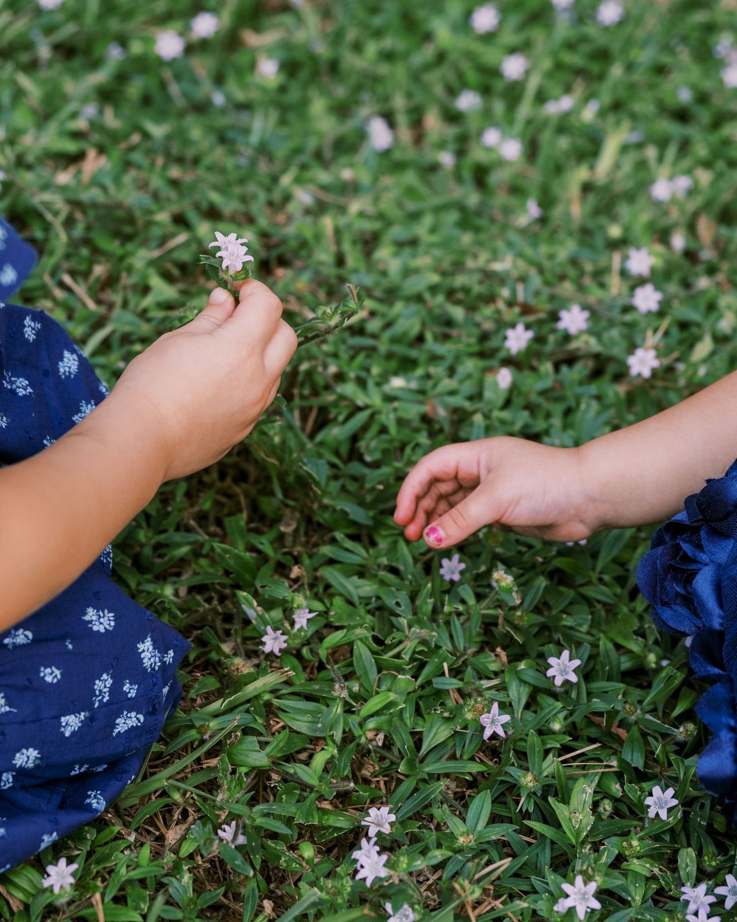 Small hands picking tiny white wildflowers from green grass on a sunny day.