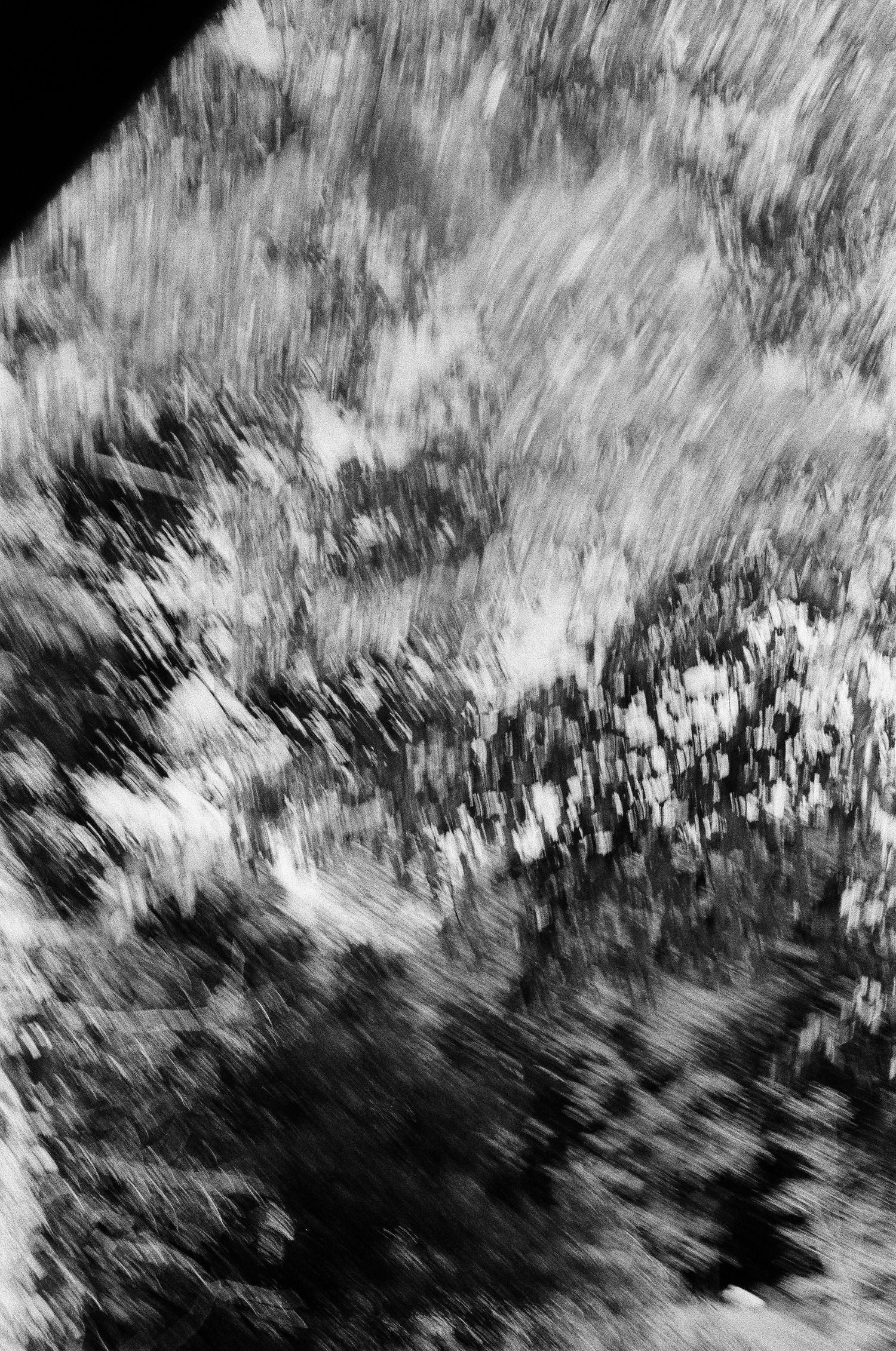 Black and white motion blur photograph of trees and foliage creating an abstract radial zoom effect.