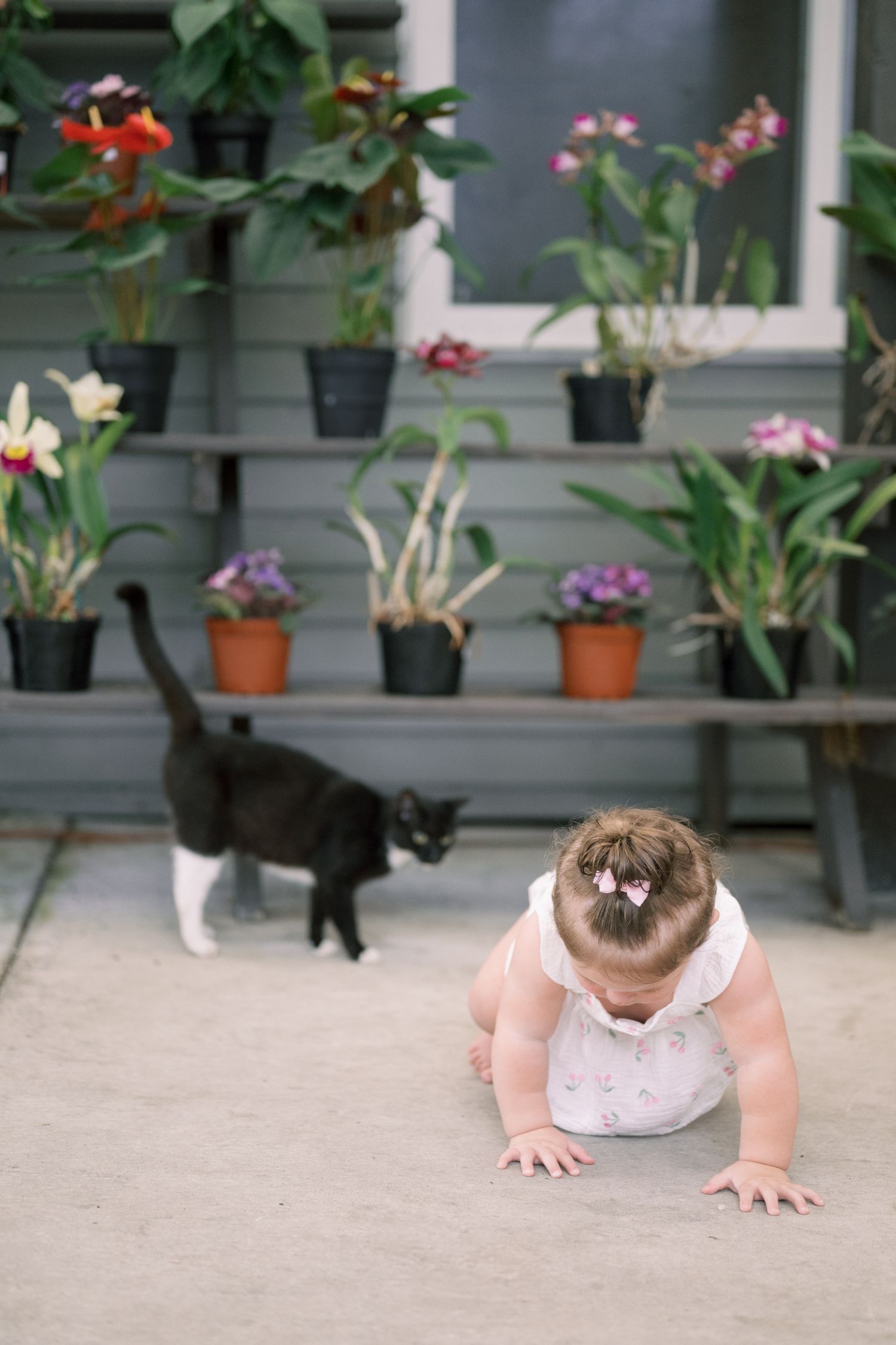 A series of photos showing a small child in pink crawling across a concrete surface with potted flowers in the background.