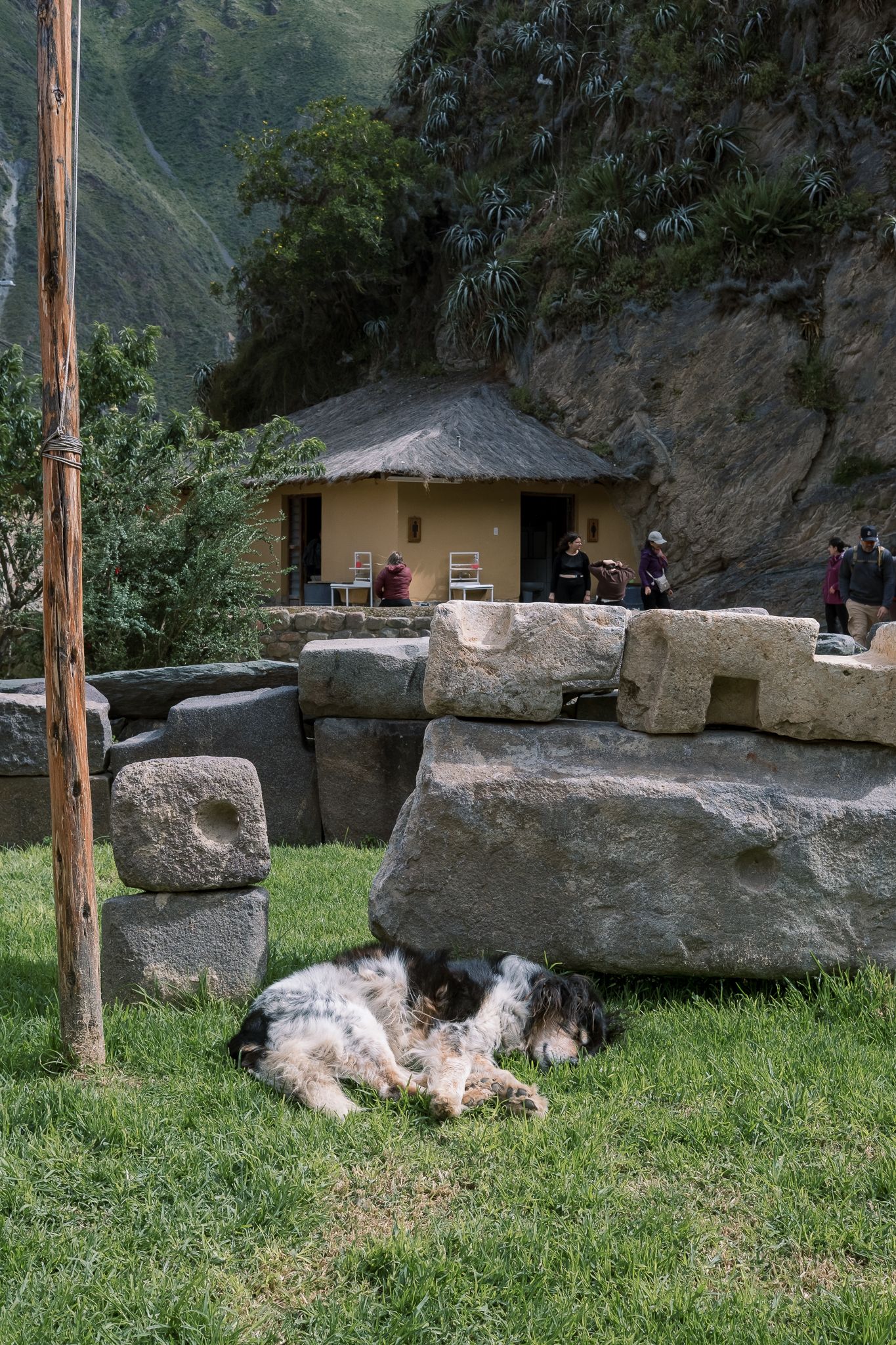 A dog resting on grass near ancient stone ruins with a thatched-roof hut and mountain backdrop.