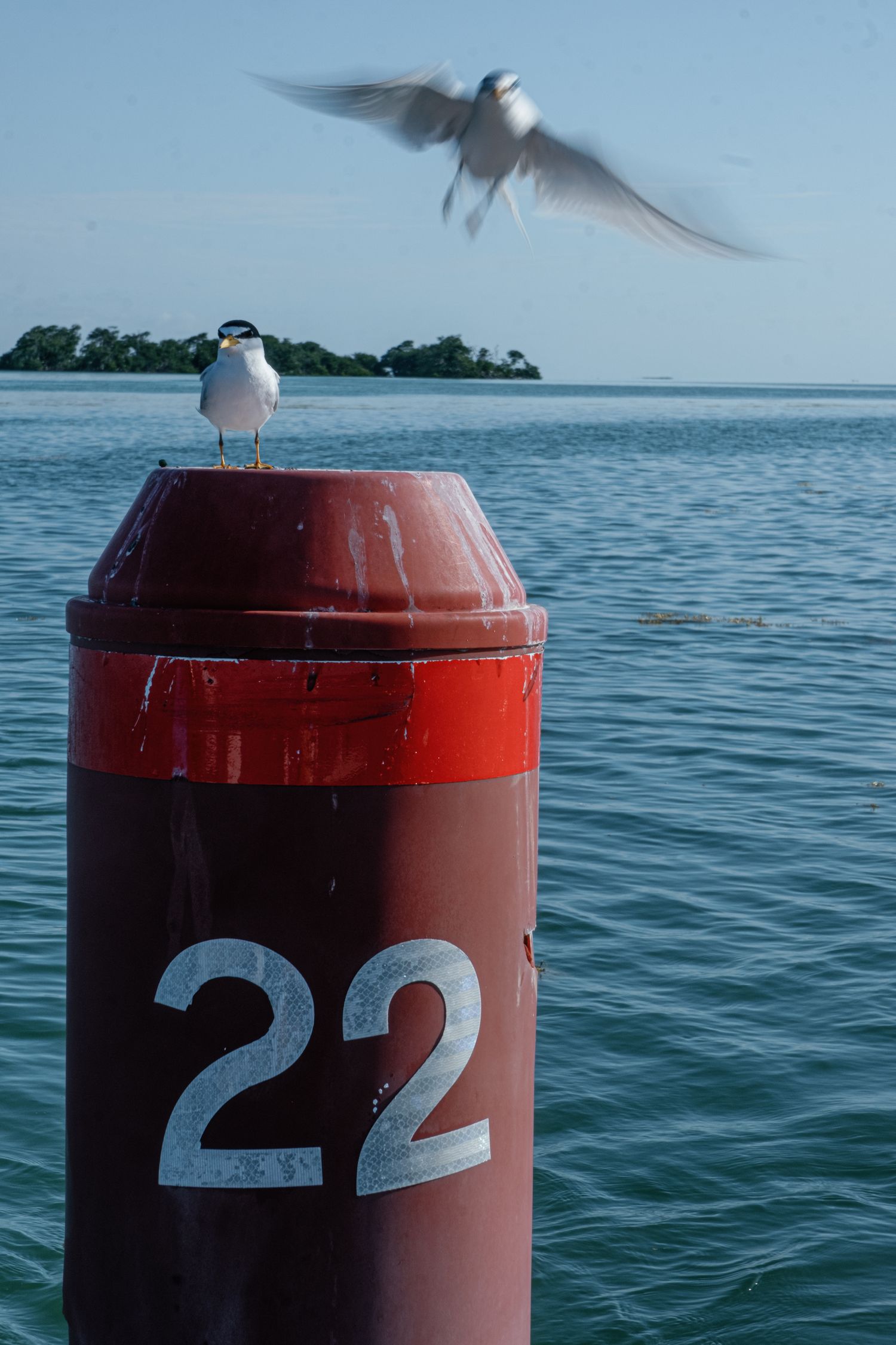 Two terns perch and take flight from a red channel marker buoy numbered 22 in calm blue ocean waters.