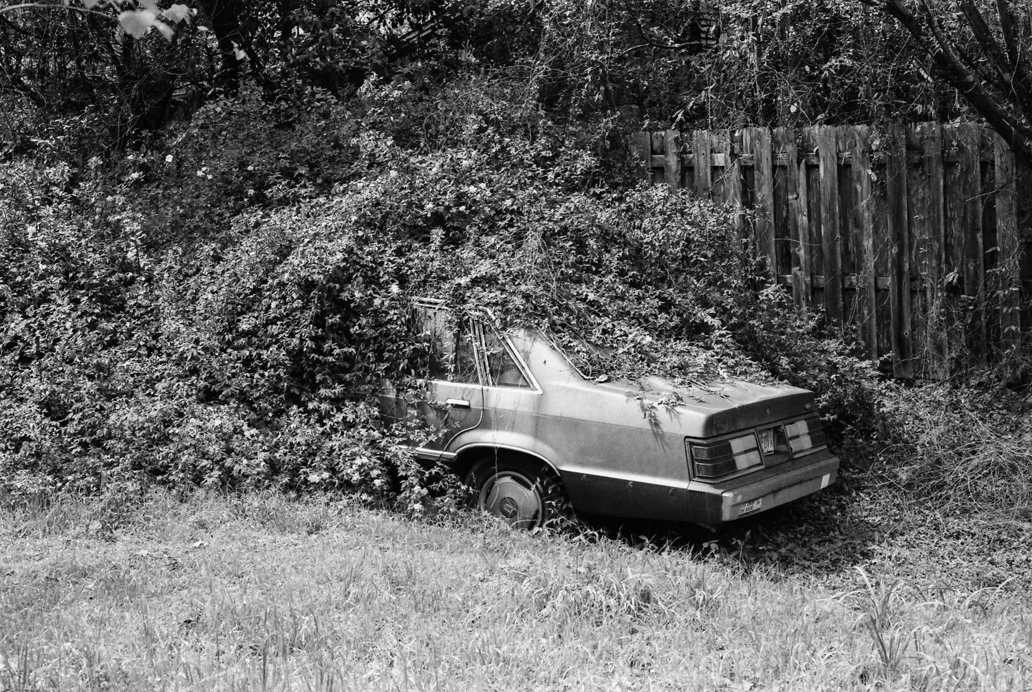 Abandoned car overgrown with vines near a wooden fence in a grassy field, black and white photo.