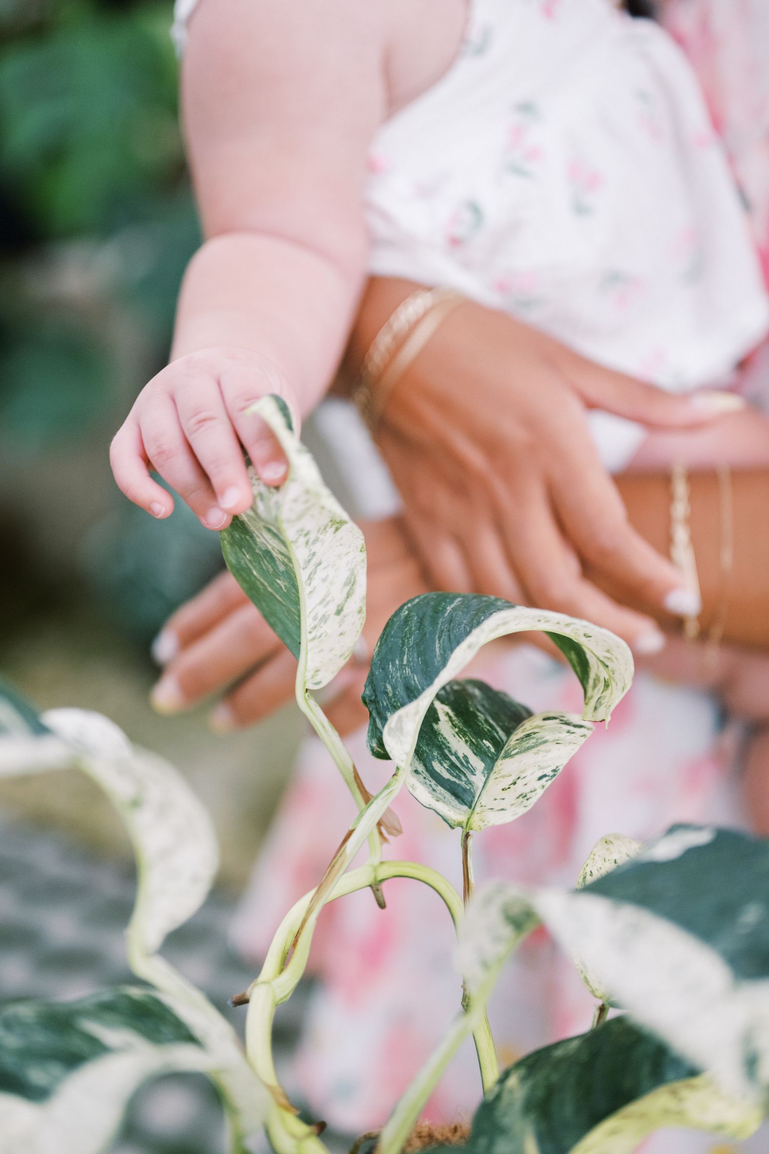 Hands gently holding and examining variegated leaves of a potted houseplant against a soft pink background.