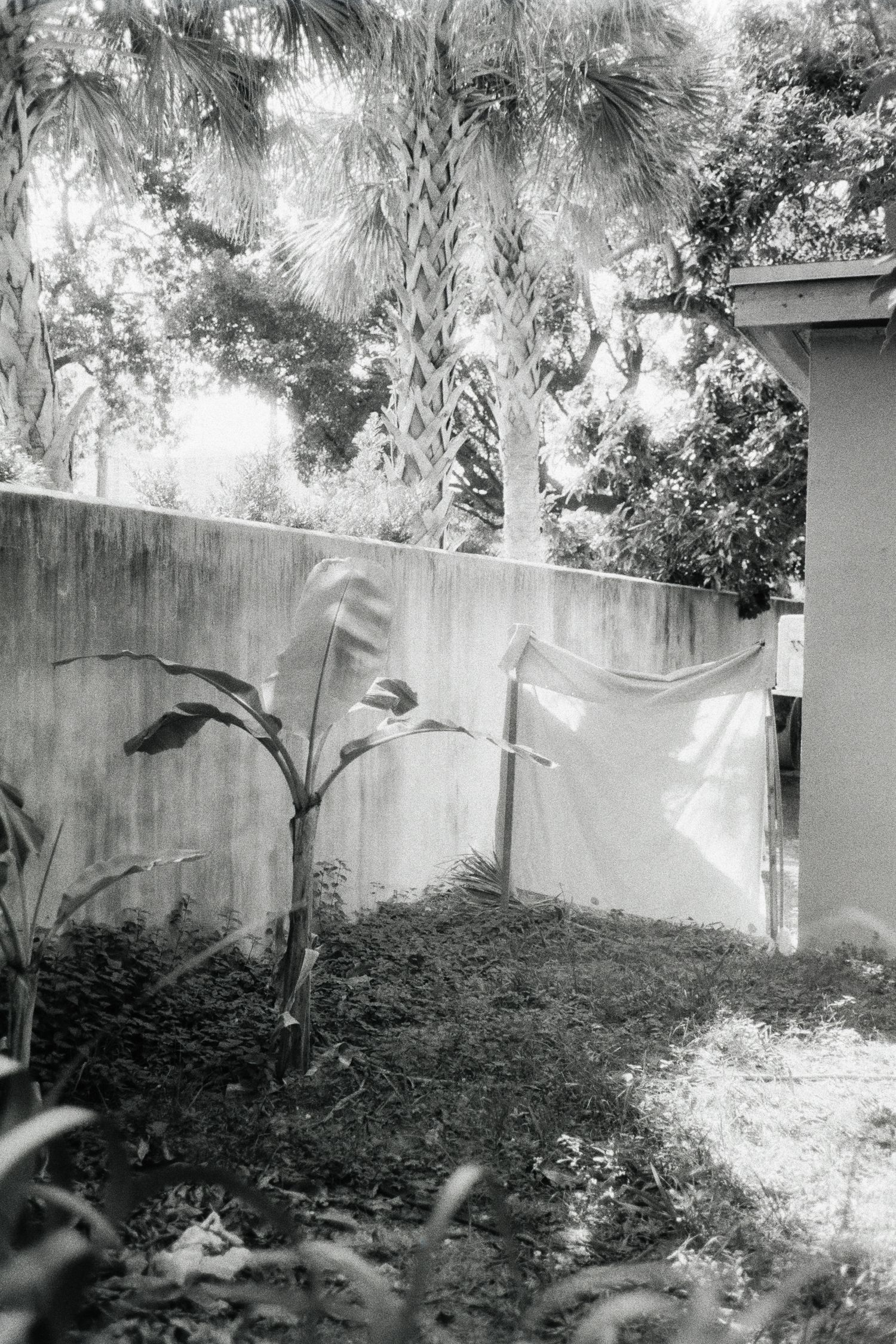 Black and white photo of a backyard with a white sheet on a clothesline, concrete wall, banana plant, and palm trees.