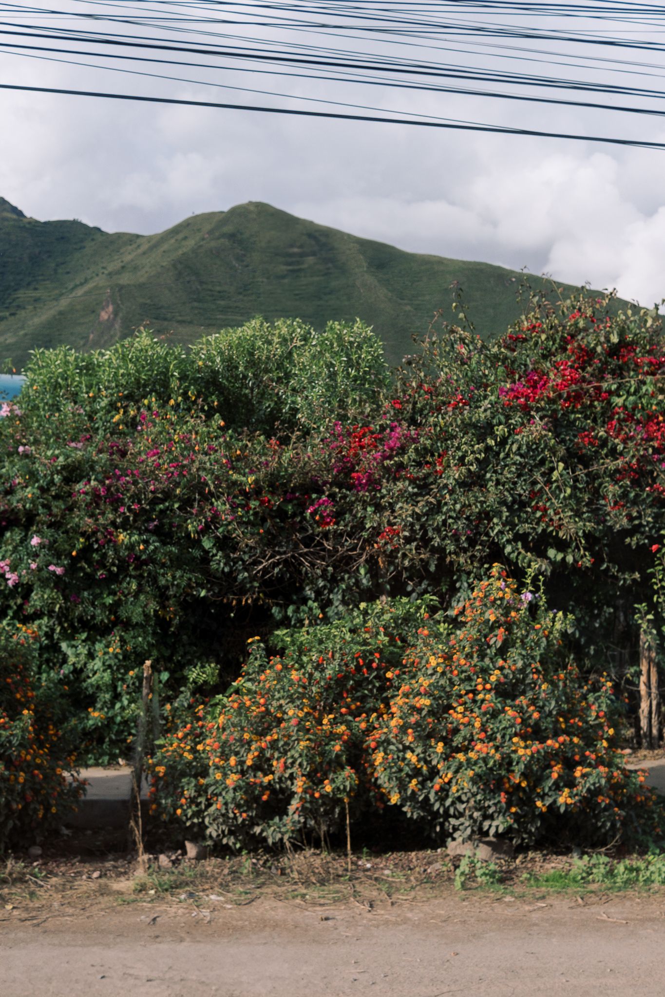 Colorful flowering bushes with red and orange blooms against green mountains and power lines.