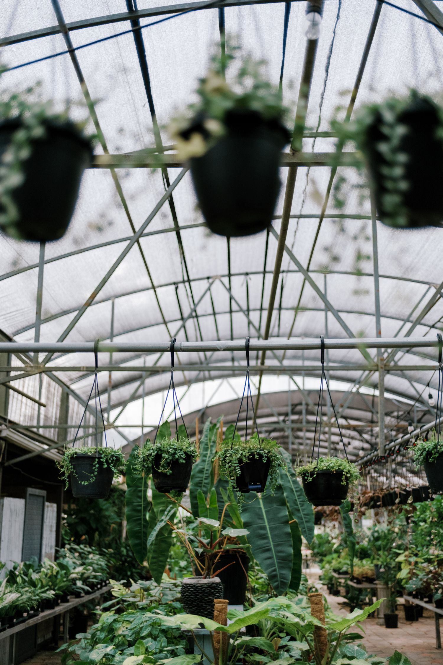 Hanging baskets and potted plants line the ceiling of a greenhouse with white metal framework and natural light.