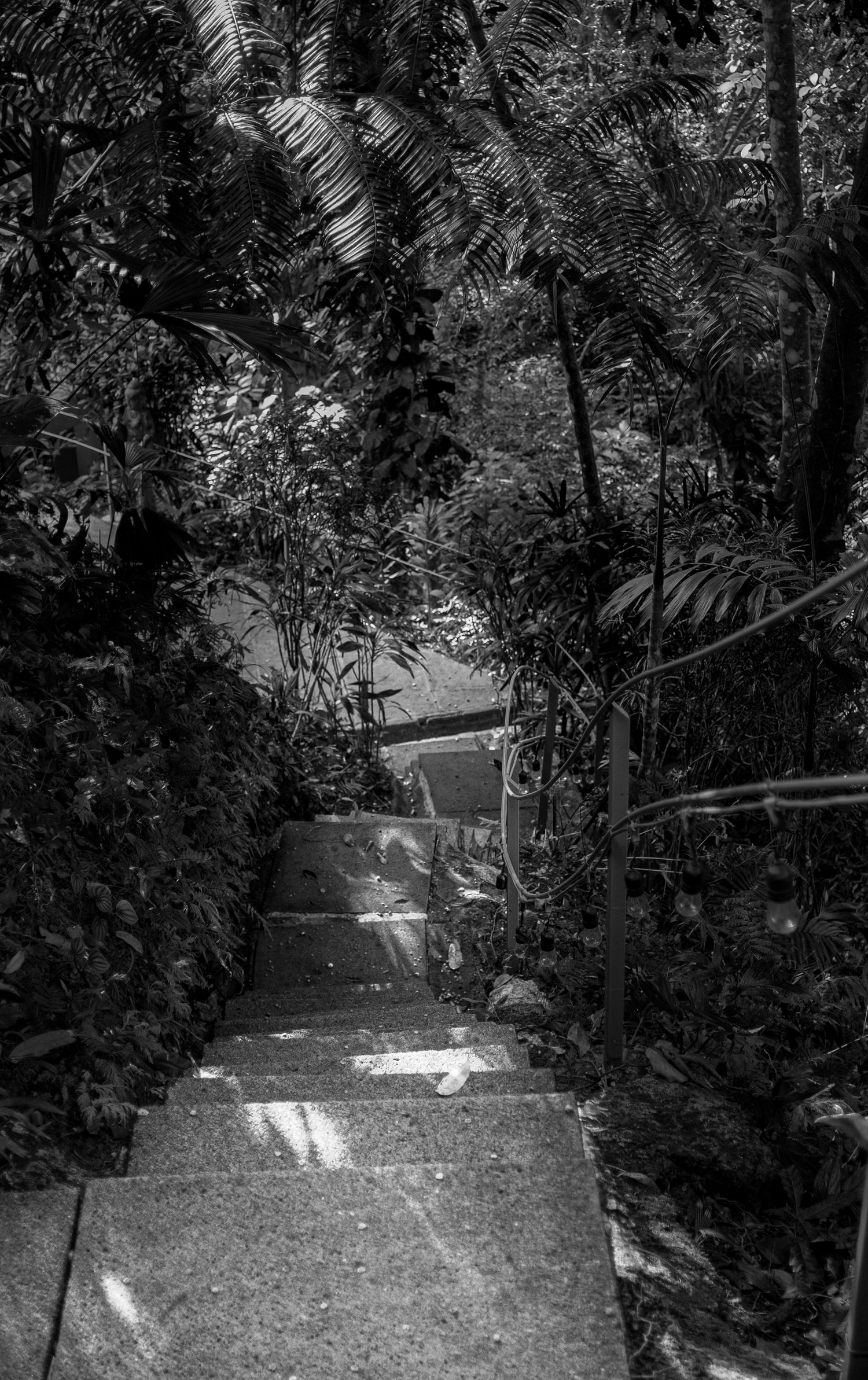 A shaded garden path with stone steps winding through lush tropical foliage in black and white.