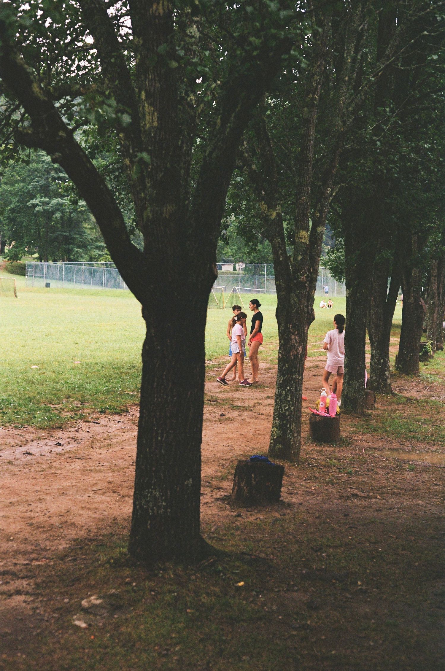 Children playing among tall trees in a lush green park on a sunny day.