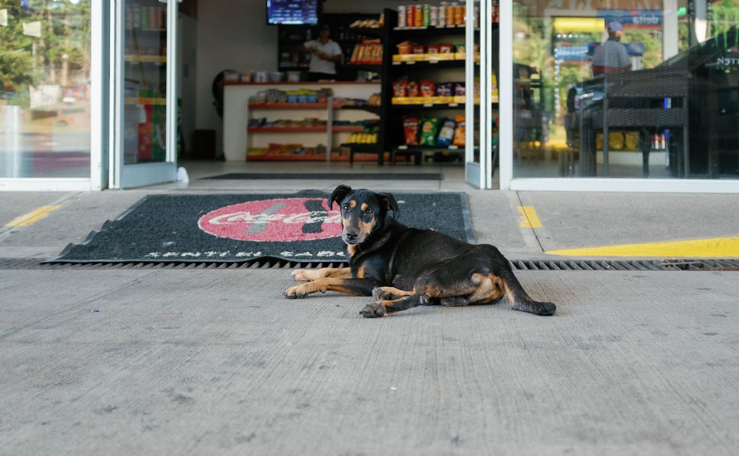A stray dog resting on the sidewalk in front of a convenience store entrance.