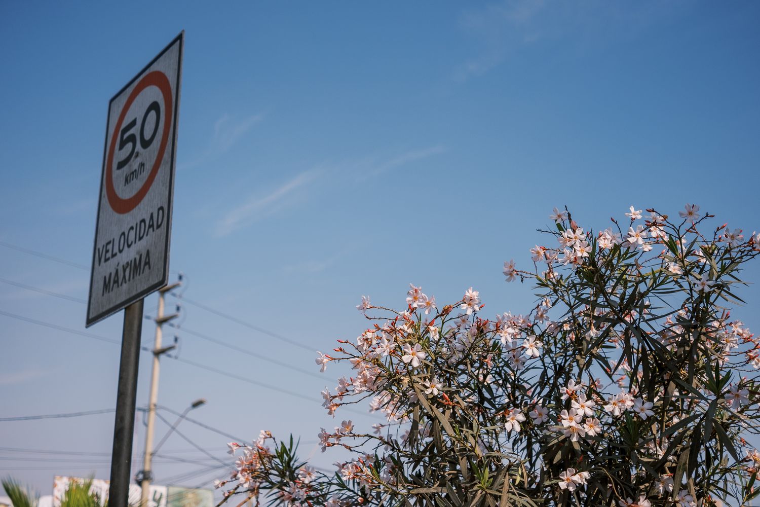 A 50 speed limit sign stands against blue sky with pink flowering trees in the foreground.