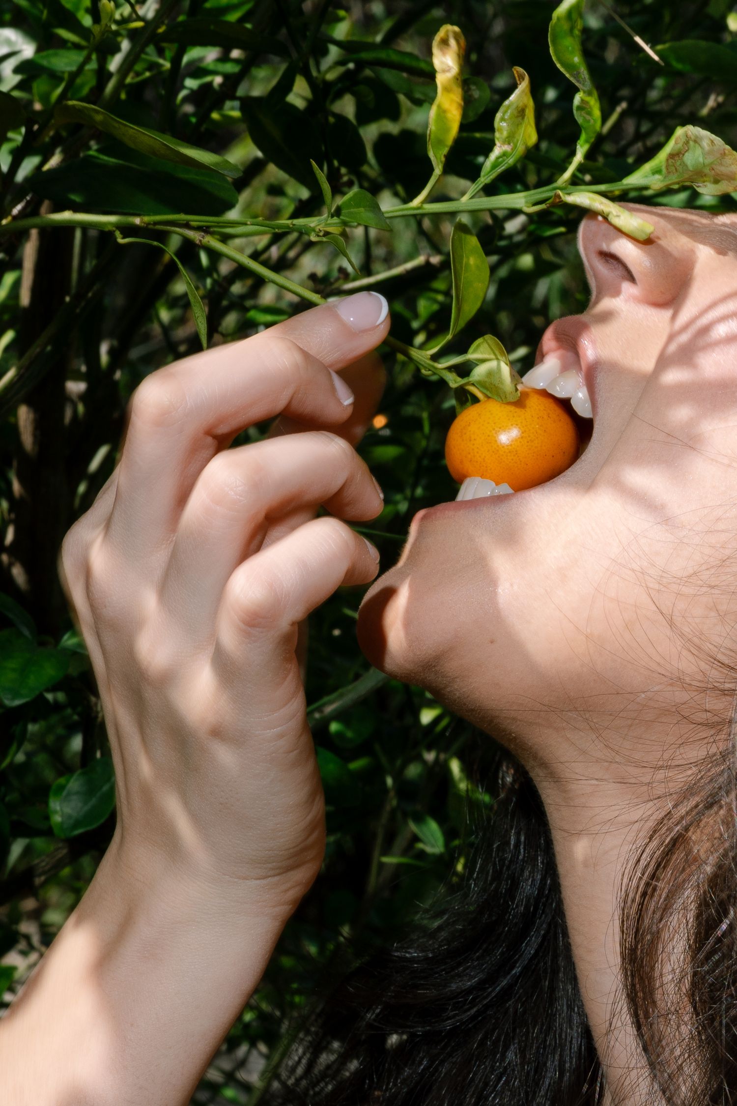 Person eating a fresh kumquat directly from the tree branch with green foliage in background.