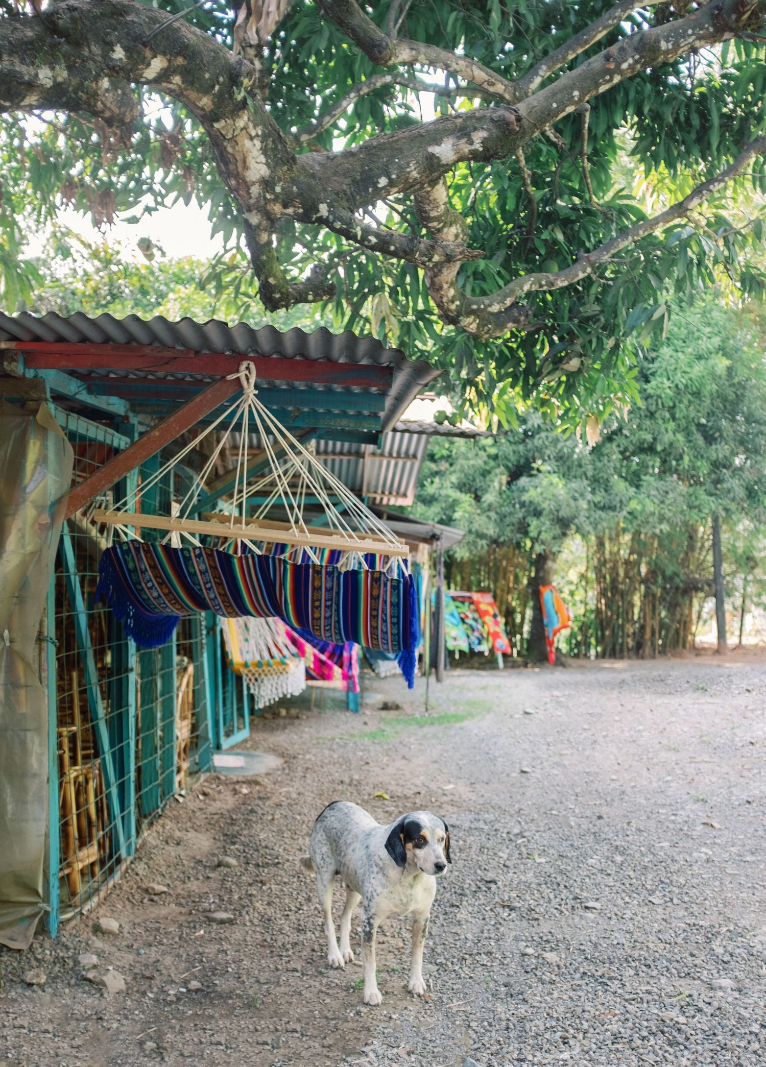 A dog stands on a dirt path beside a colorful hammock shop under a large tree in a tropical outdoor market.