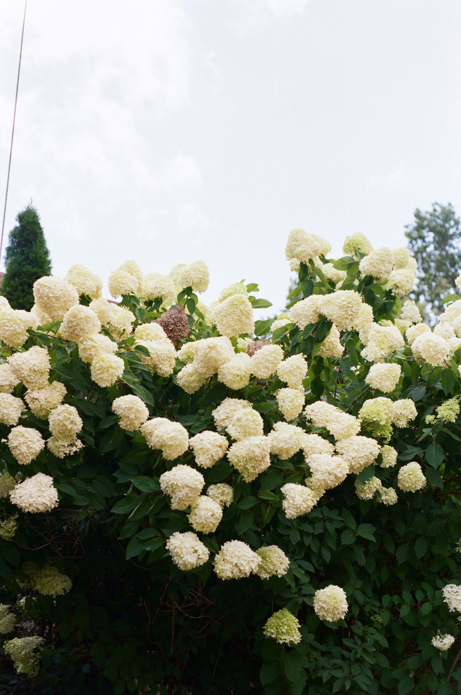 Lush white hydrangea bush in full bloom with large round flower clusters against a cloudy sky.