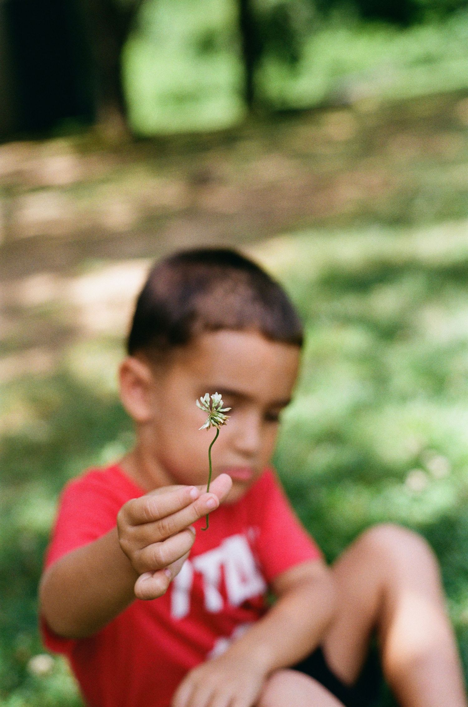 Young boy in red shirt sitting outdoors holding a small white wildflower toward the camera in a sunny park.