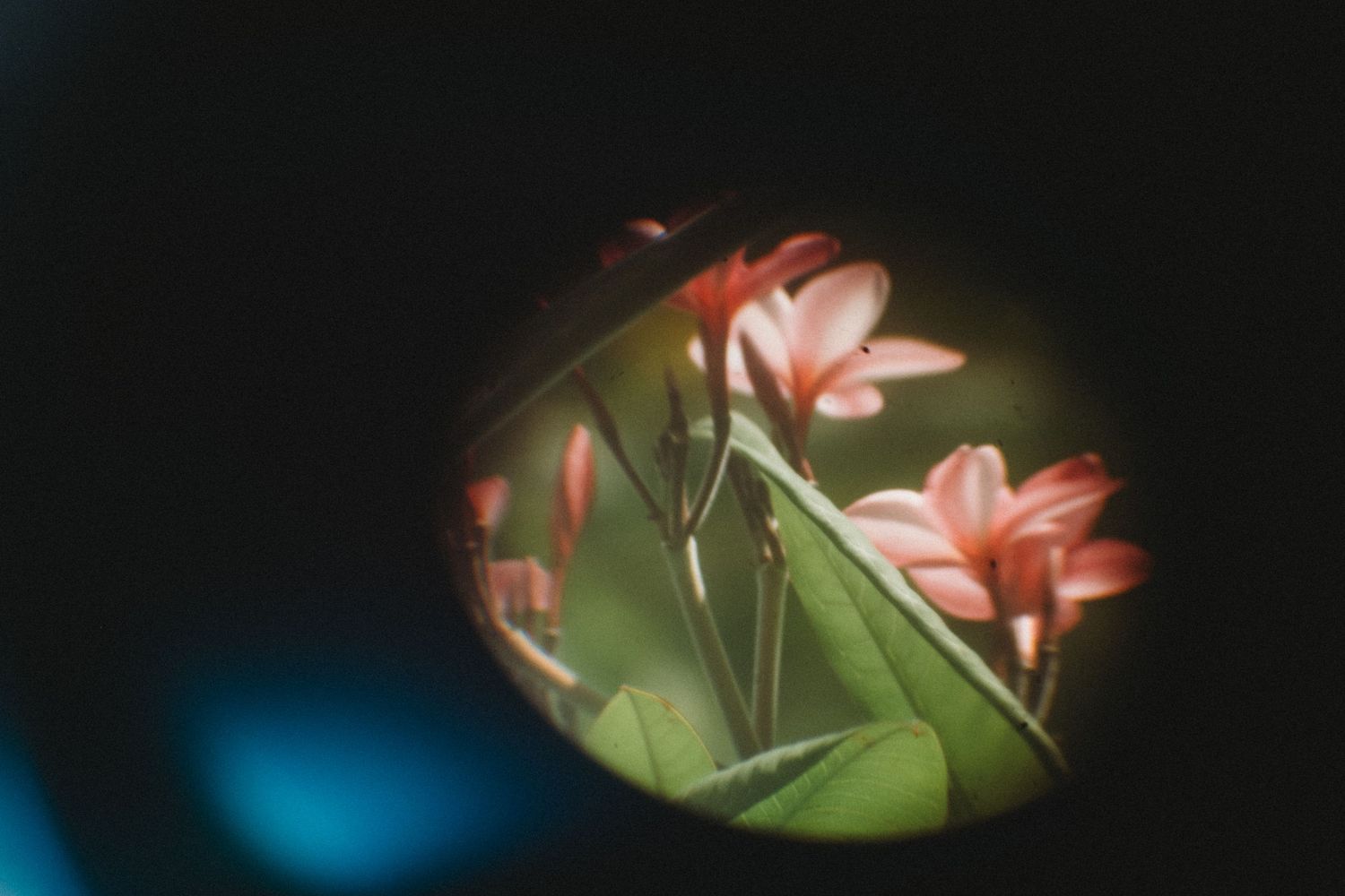 Pink flowers with green leaves viewed through a circular lens or peephole against a dark background.