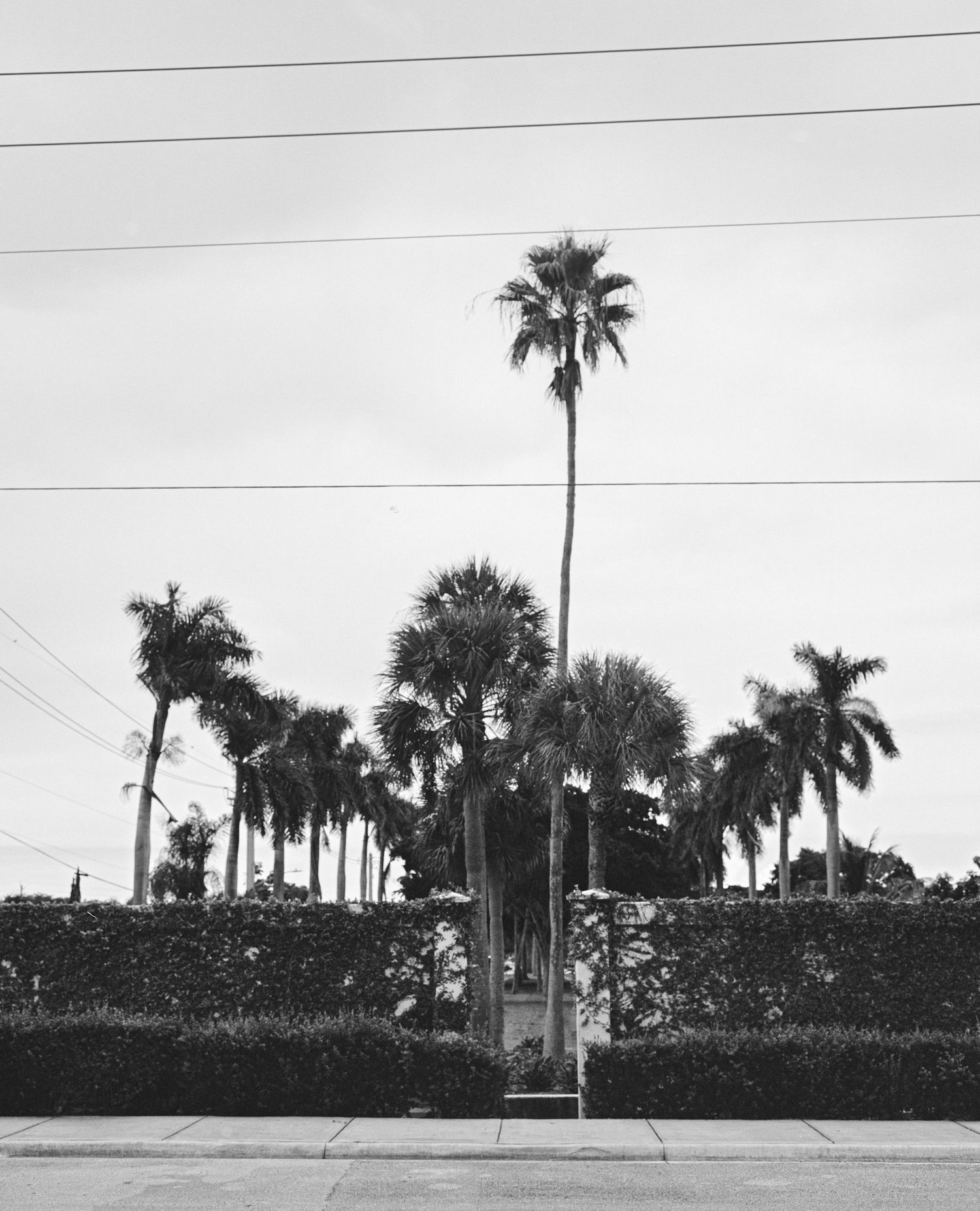 Black and white photo of tall palm trees behind a hedge along a sidewalk under a cloudy sky.