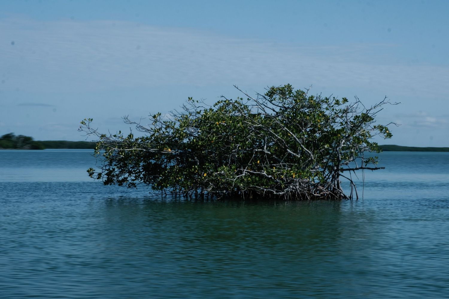 A lone mangrove tree stands isolated in calm turquoise waters under a hazy sky.