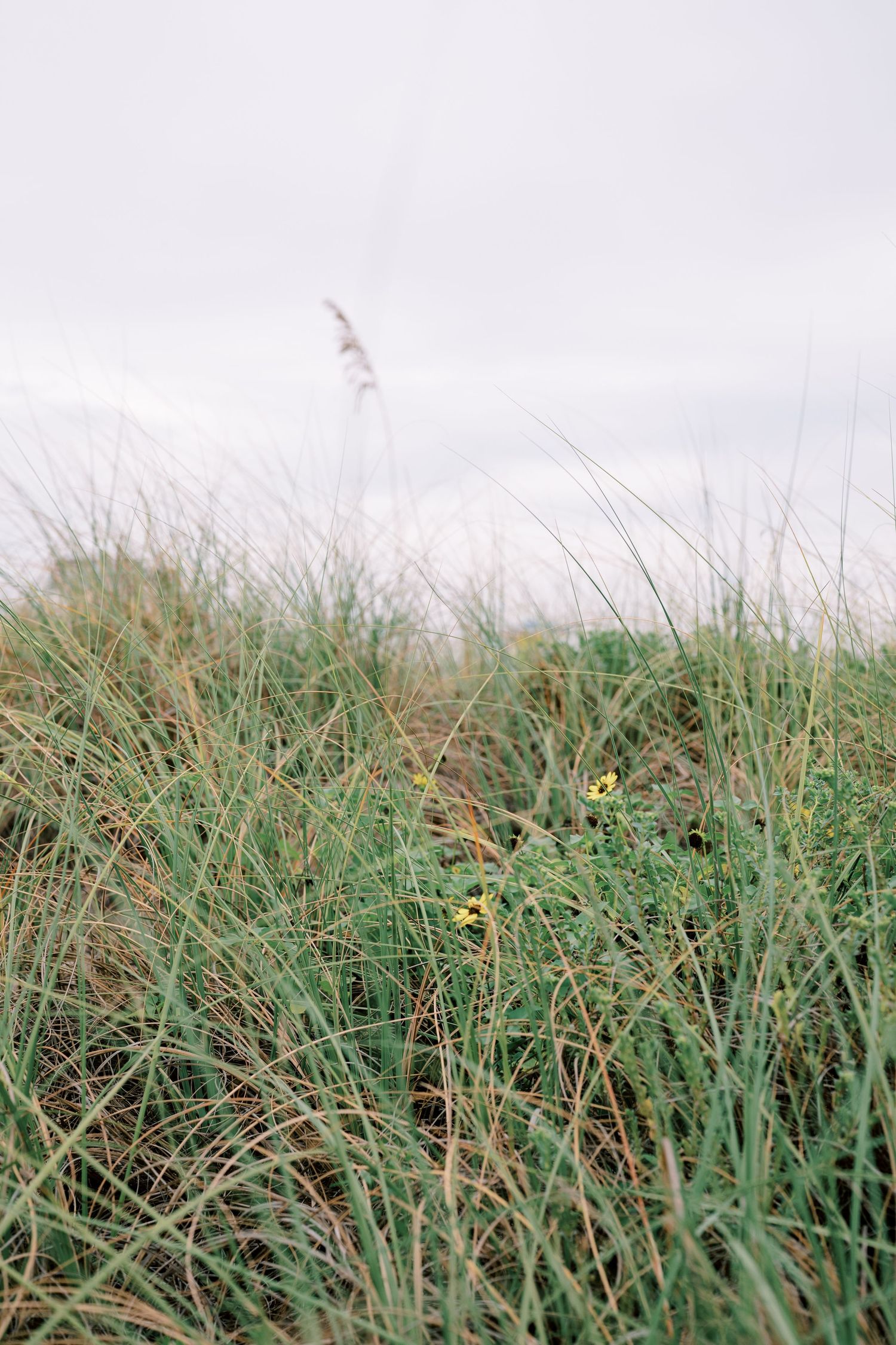 Green grass and vegetation growing against a light sky background in a natural outdoor setting.