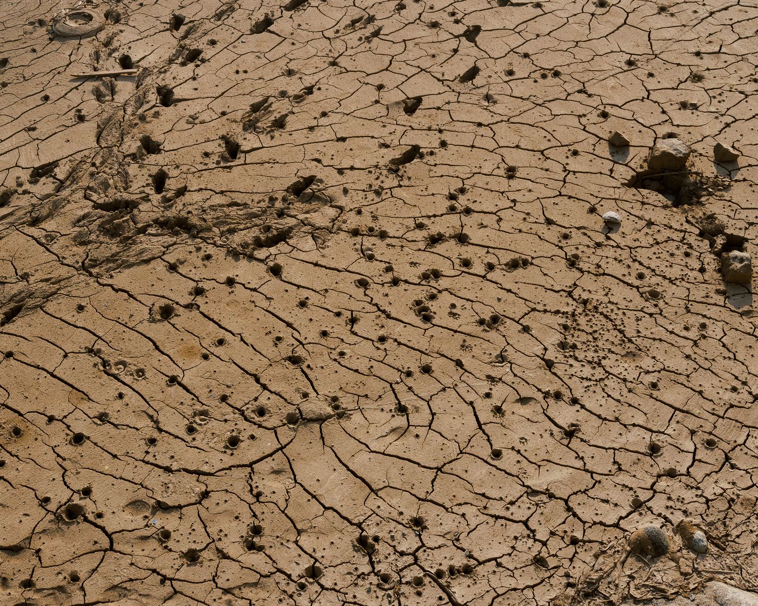 Cracked dry earth with deep fissures and sparse vegetation, showing severe drought conditions in arid desert landscape.
