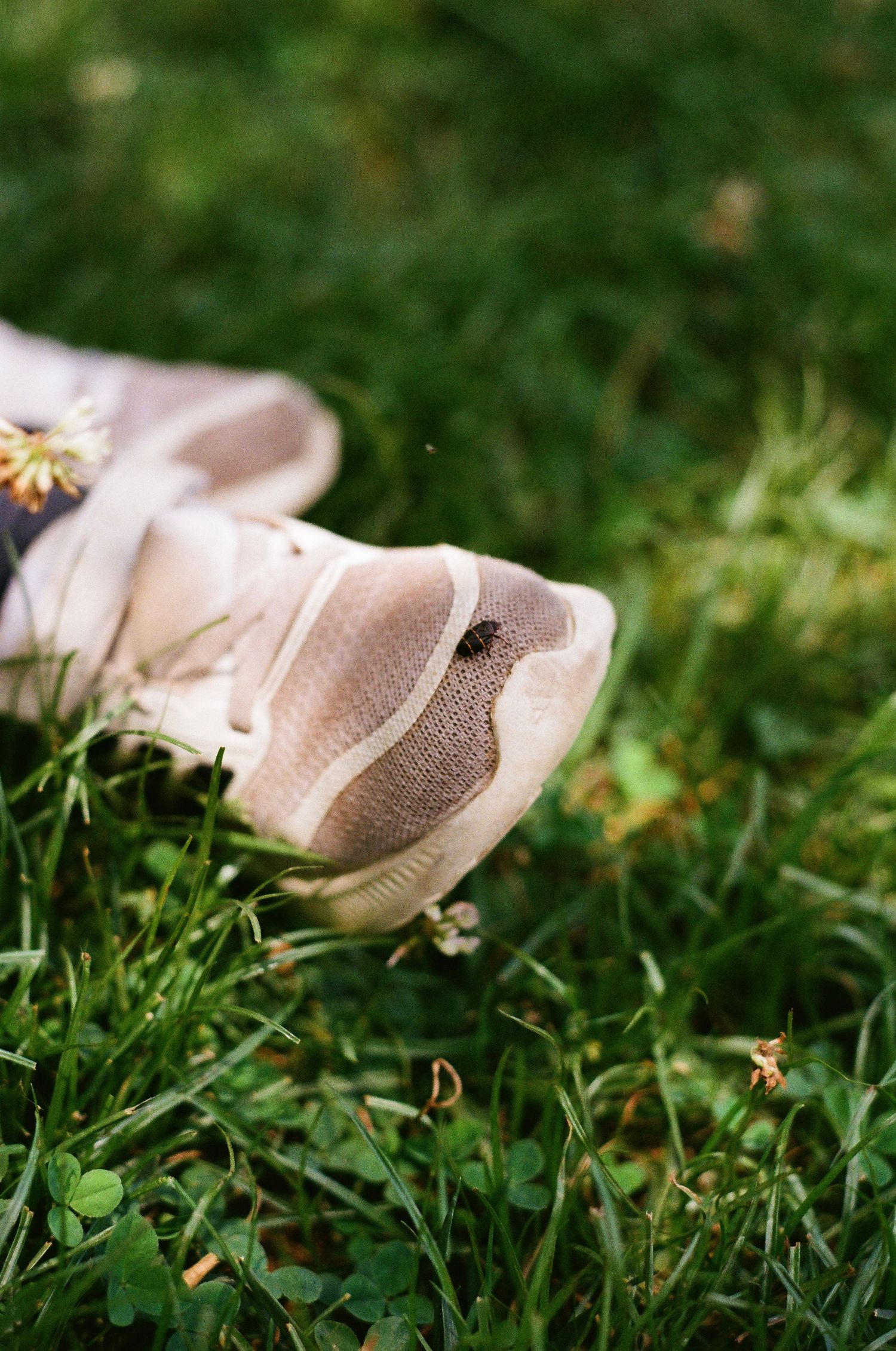 Close-up of worn beige sneakers resting on lush green grass with small wildflowers nearby.