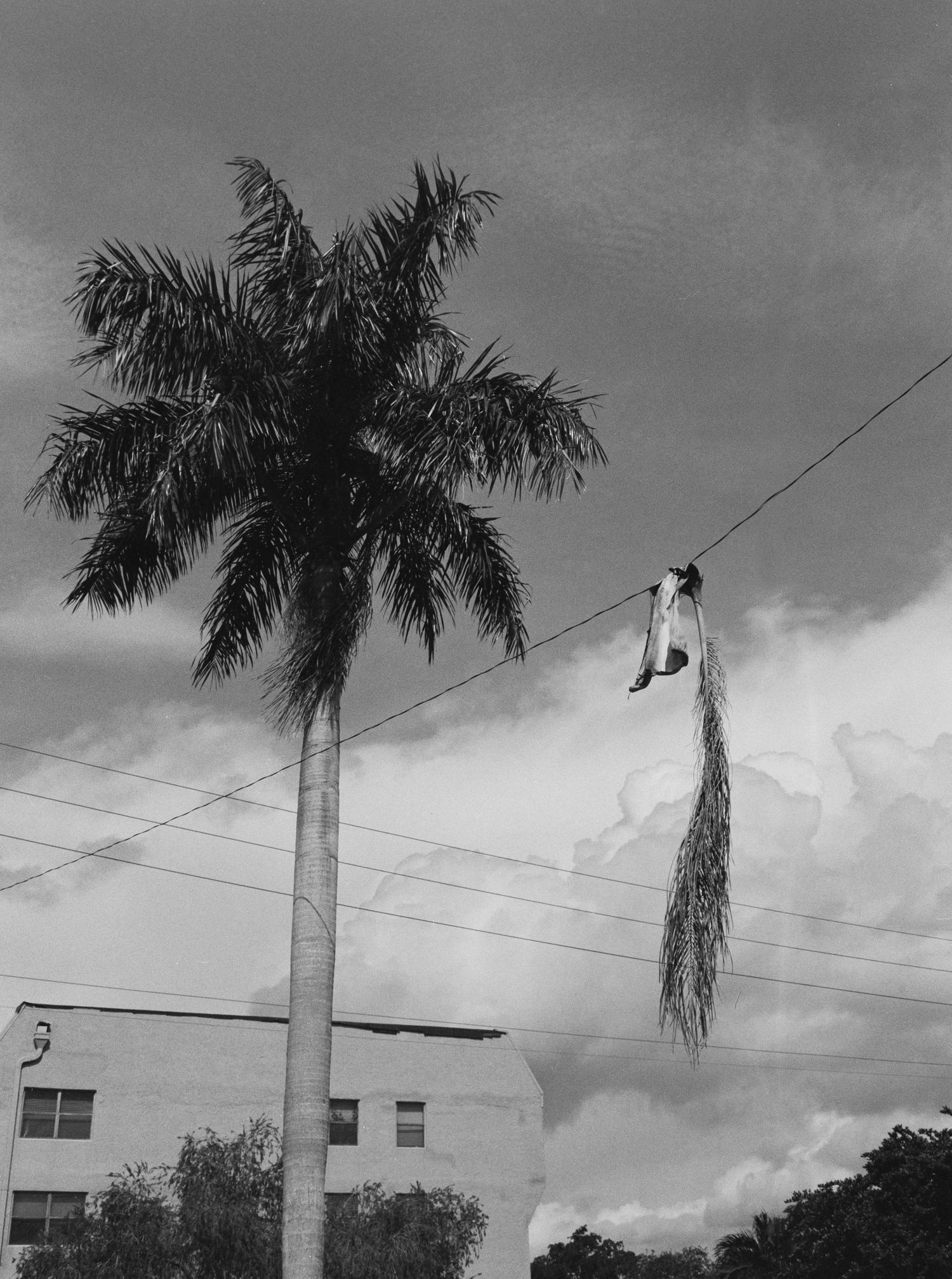 Black and white photo of a palm tree and sneakers hanging from a wire against a cloudy sky near a building.